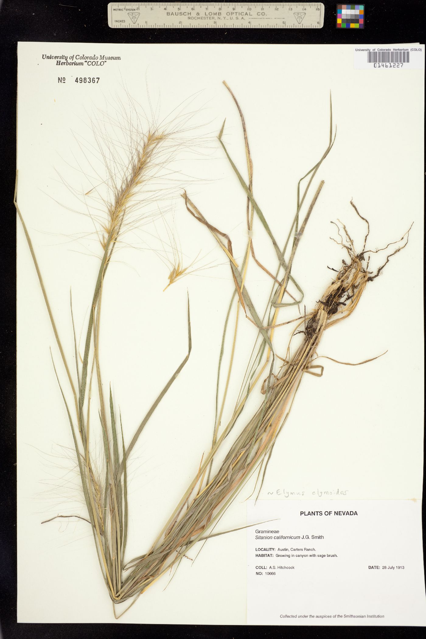 Elymus image
