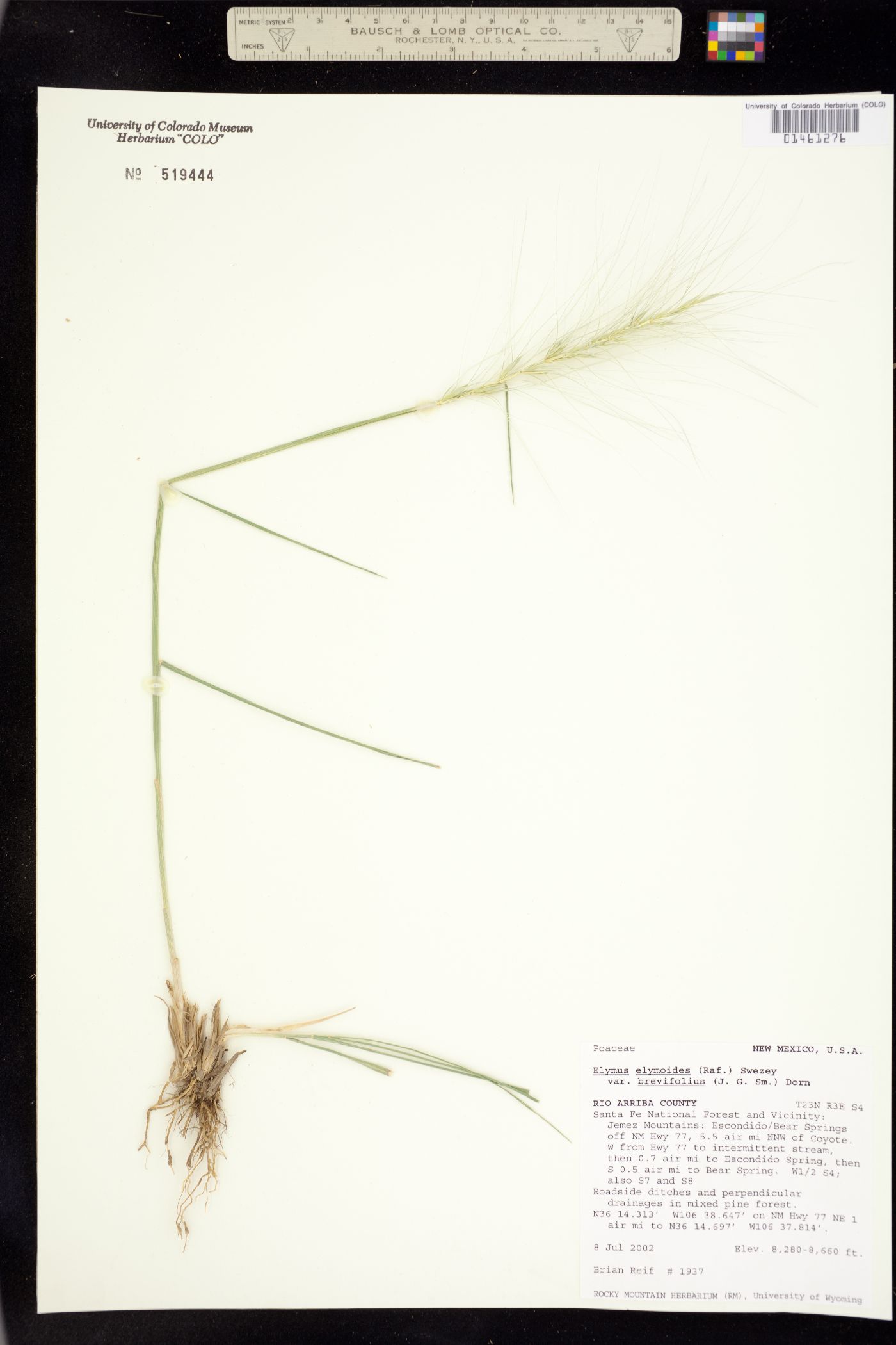 Elymus elymoides image