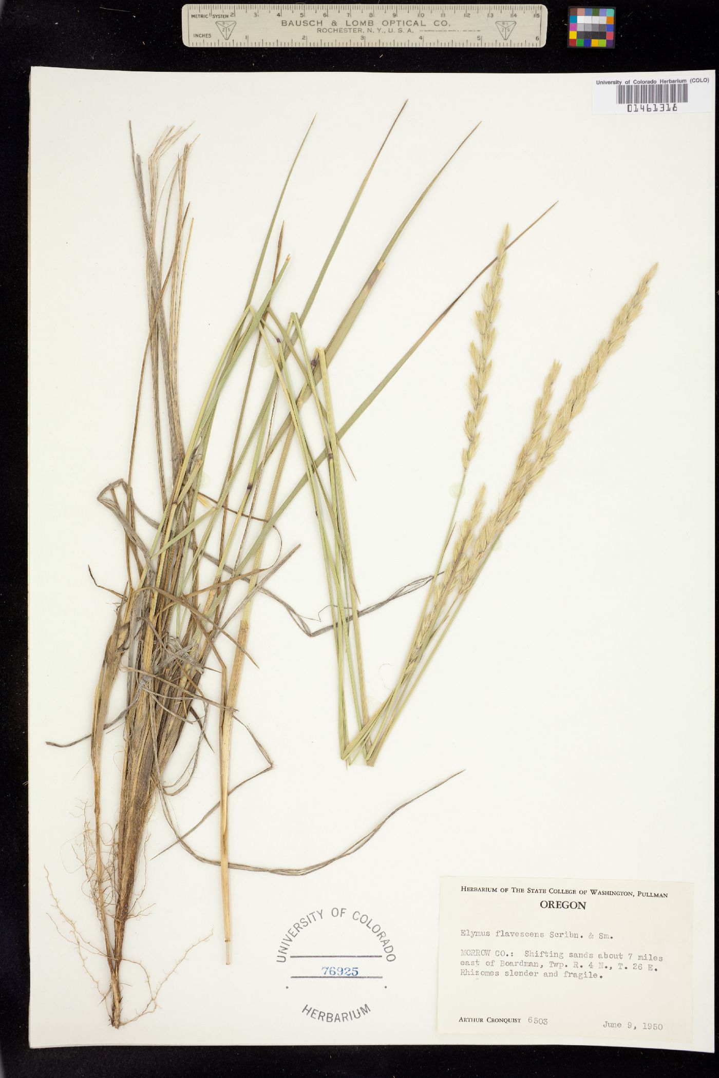 Leymus flavescens image