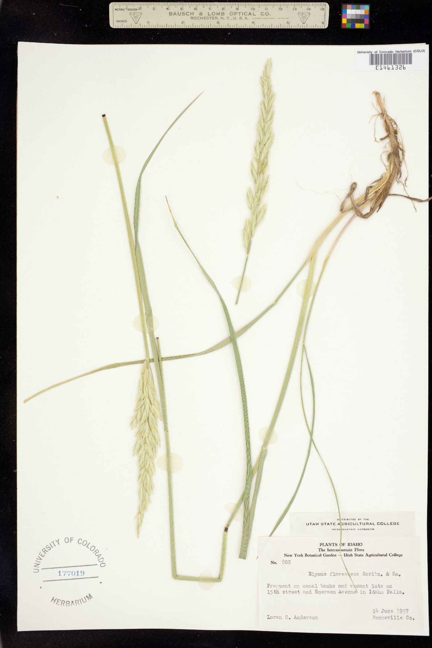 Leymus flavescens image