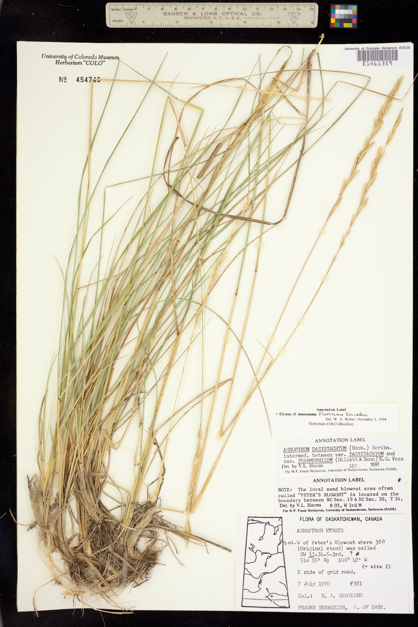 Leymus flavescens image