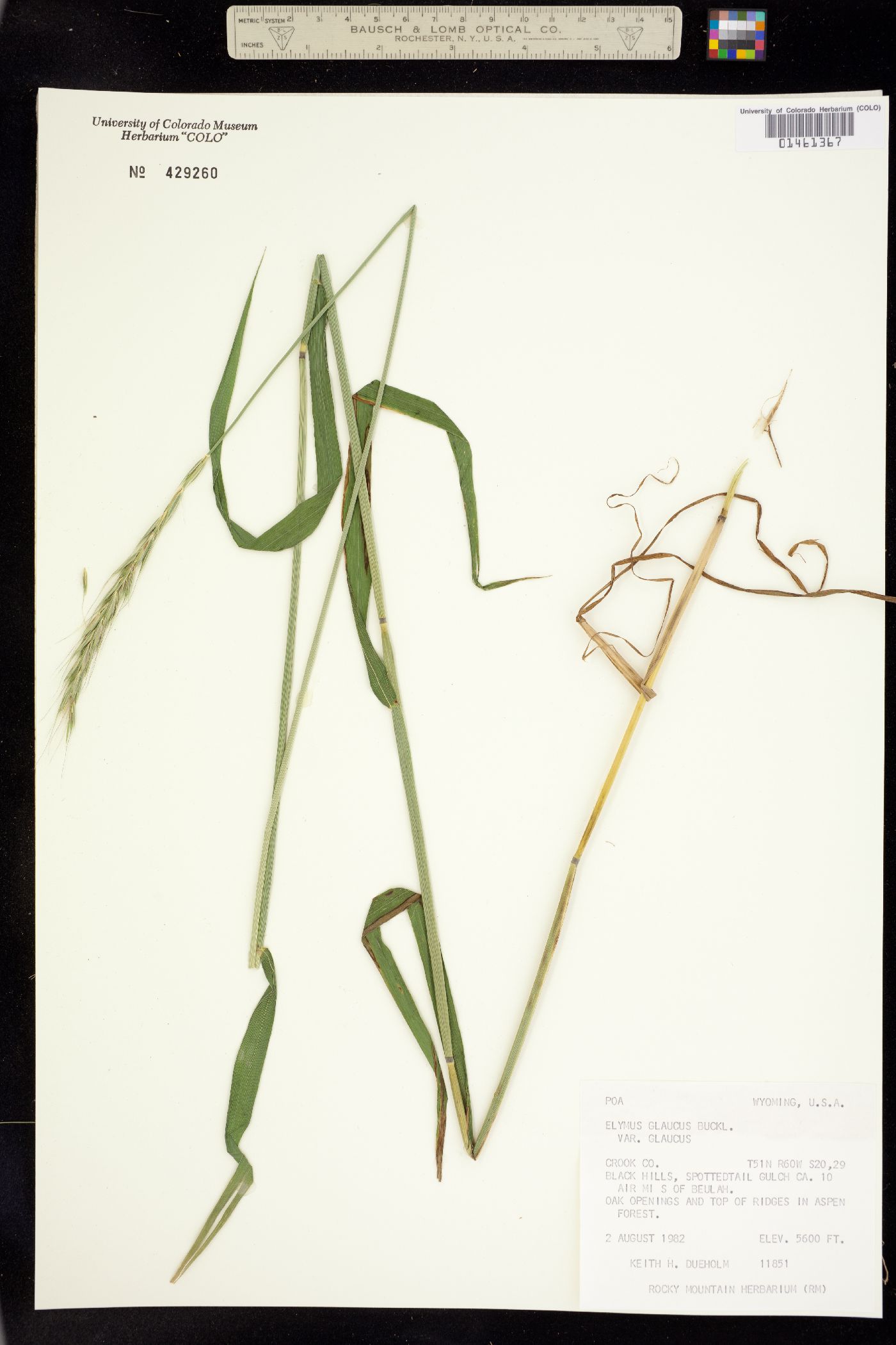 Elymus image