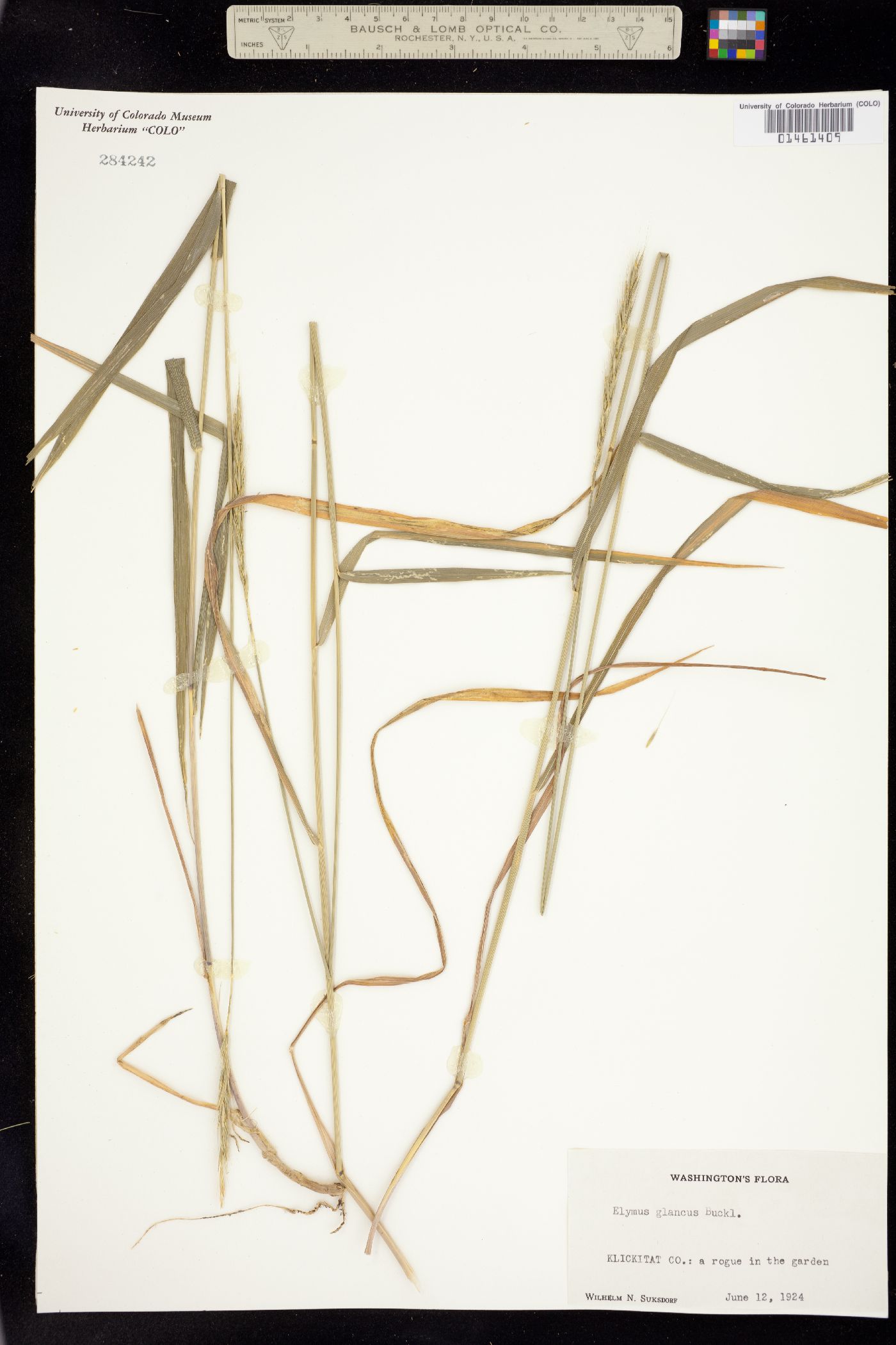 Elymus glaucus image