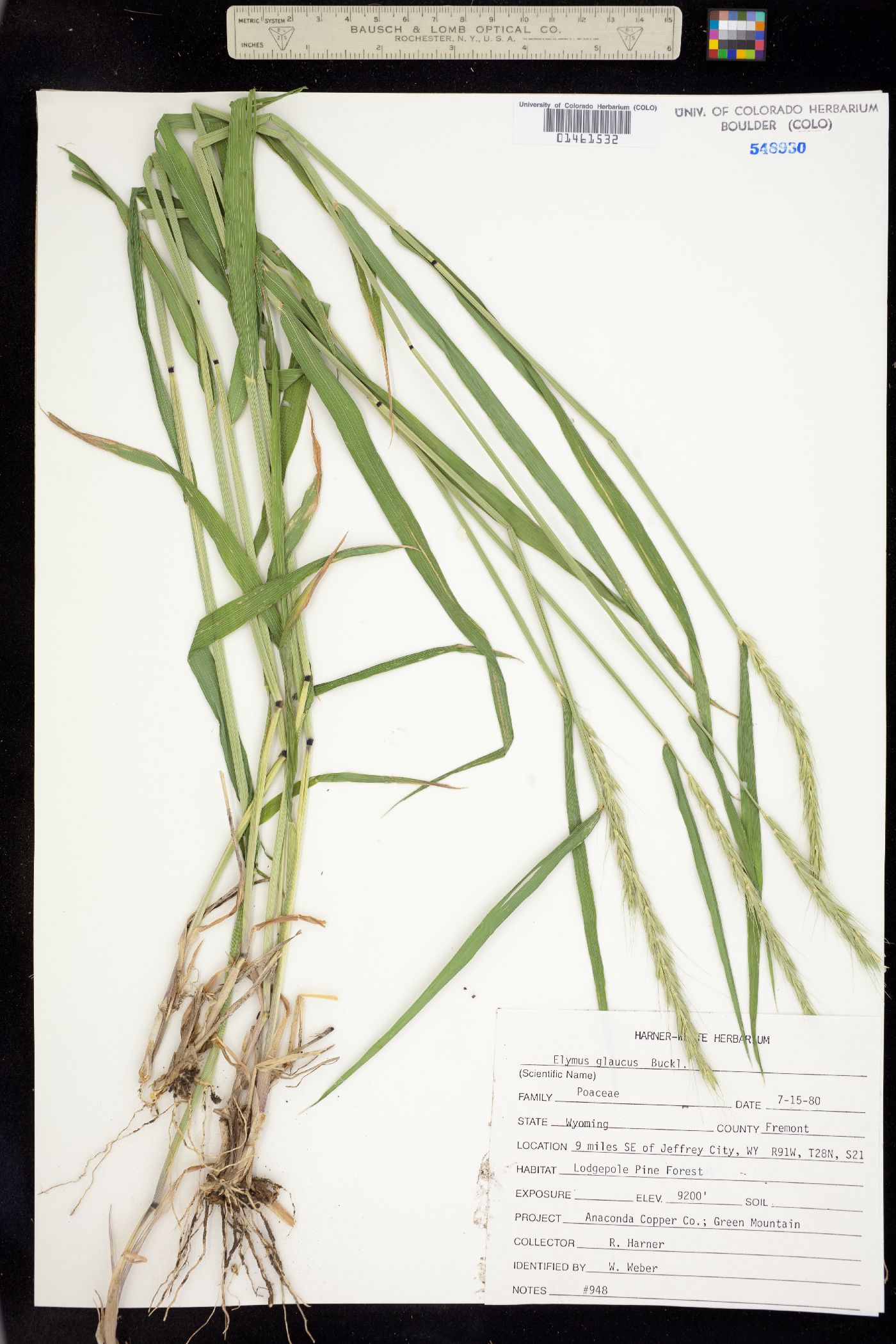 Elymus image