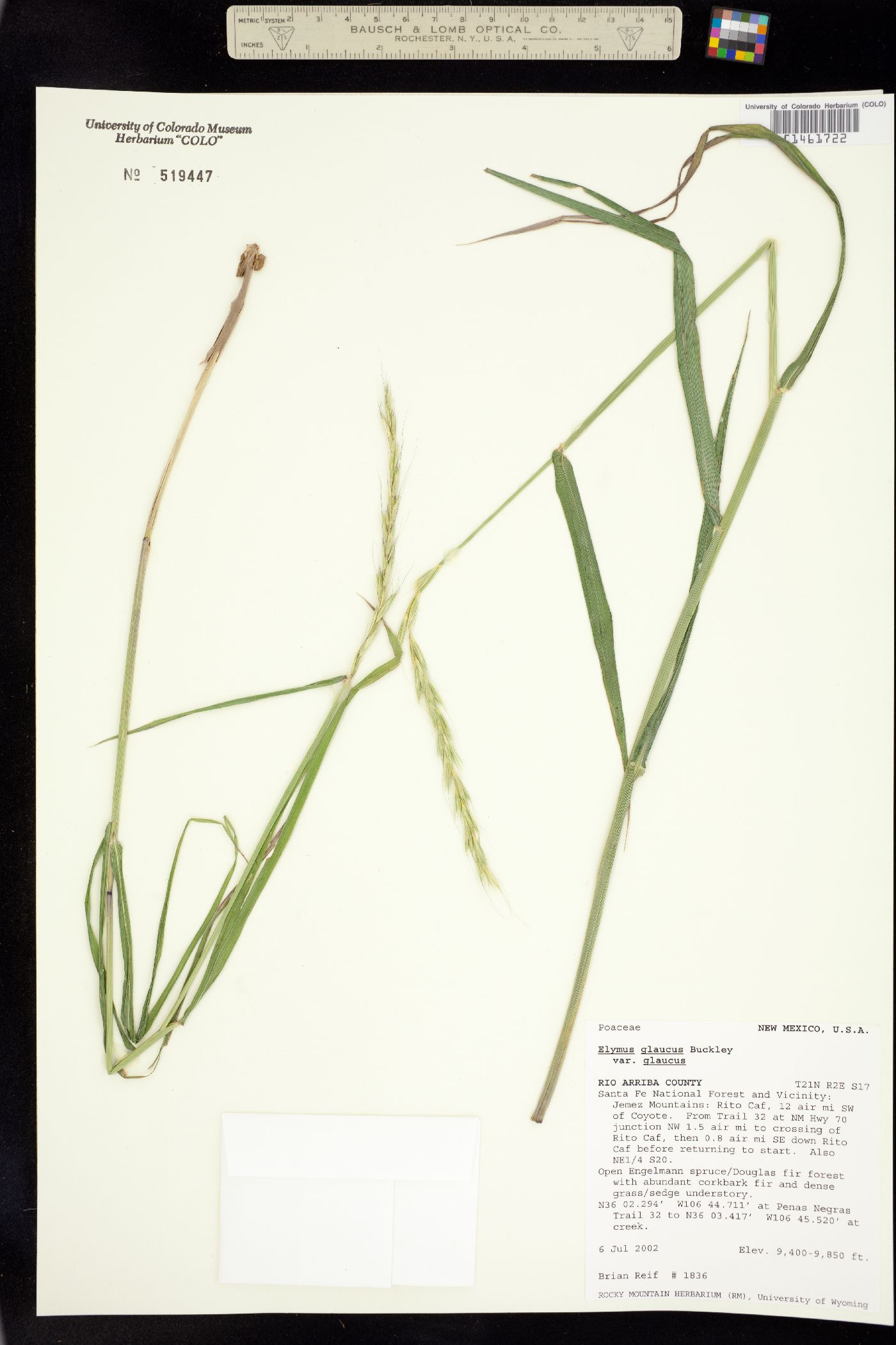 Elymus glaucus image