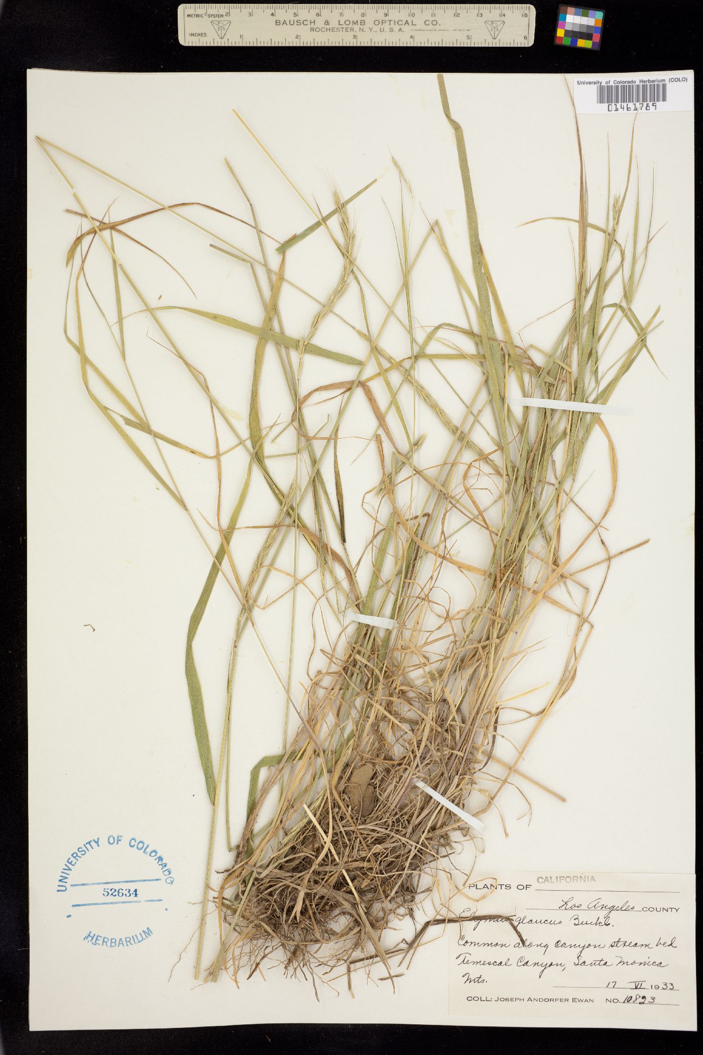 Elymus image