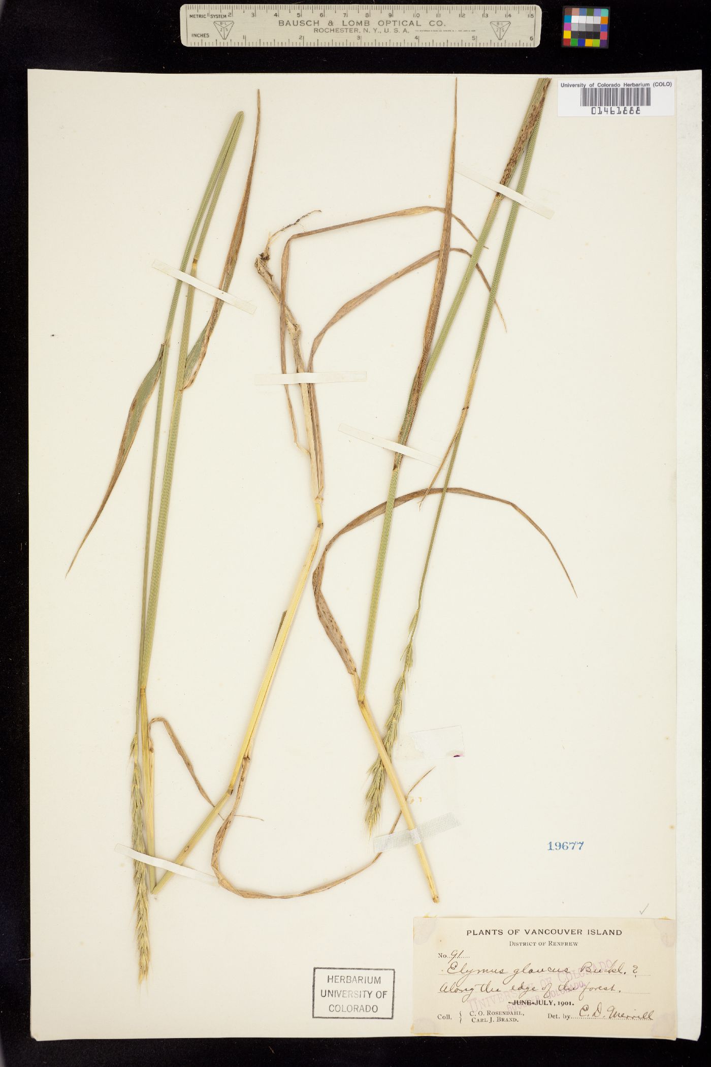 Elymus glaucus image