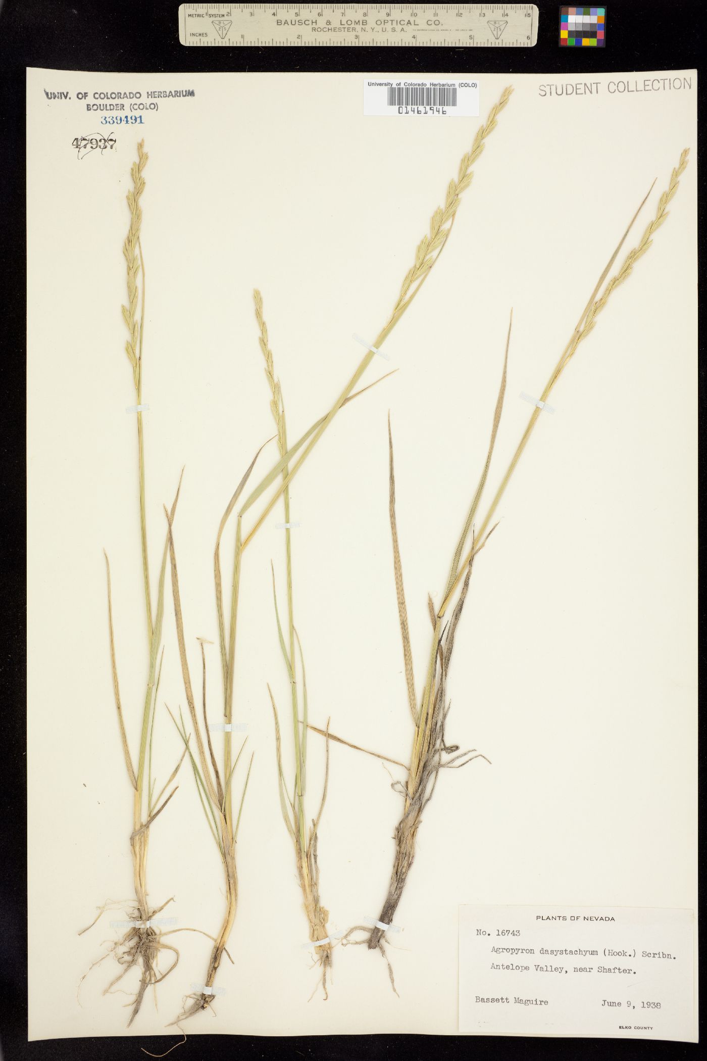 Elymus image