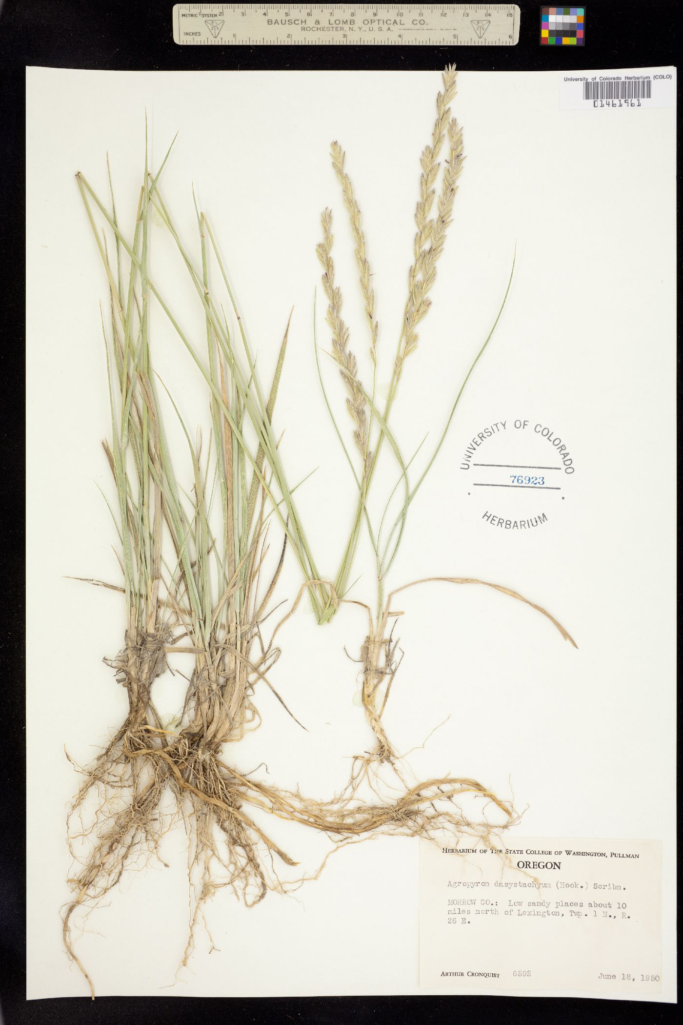 Elymus image