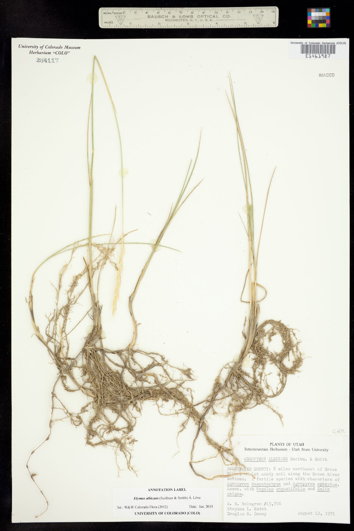 Elymus lanceolatus image