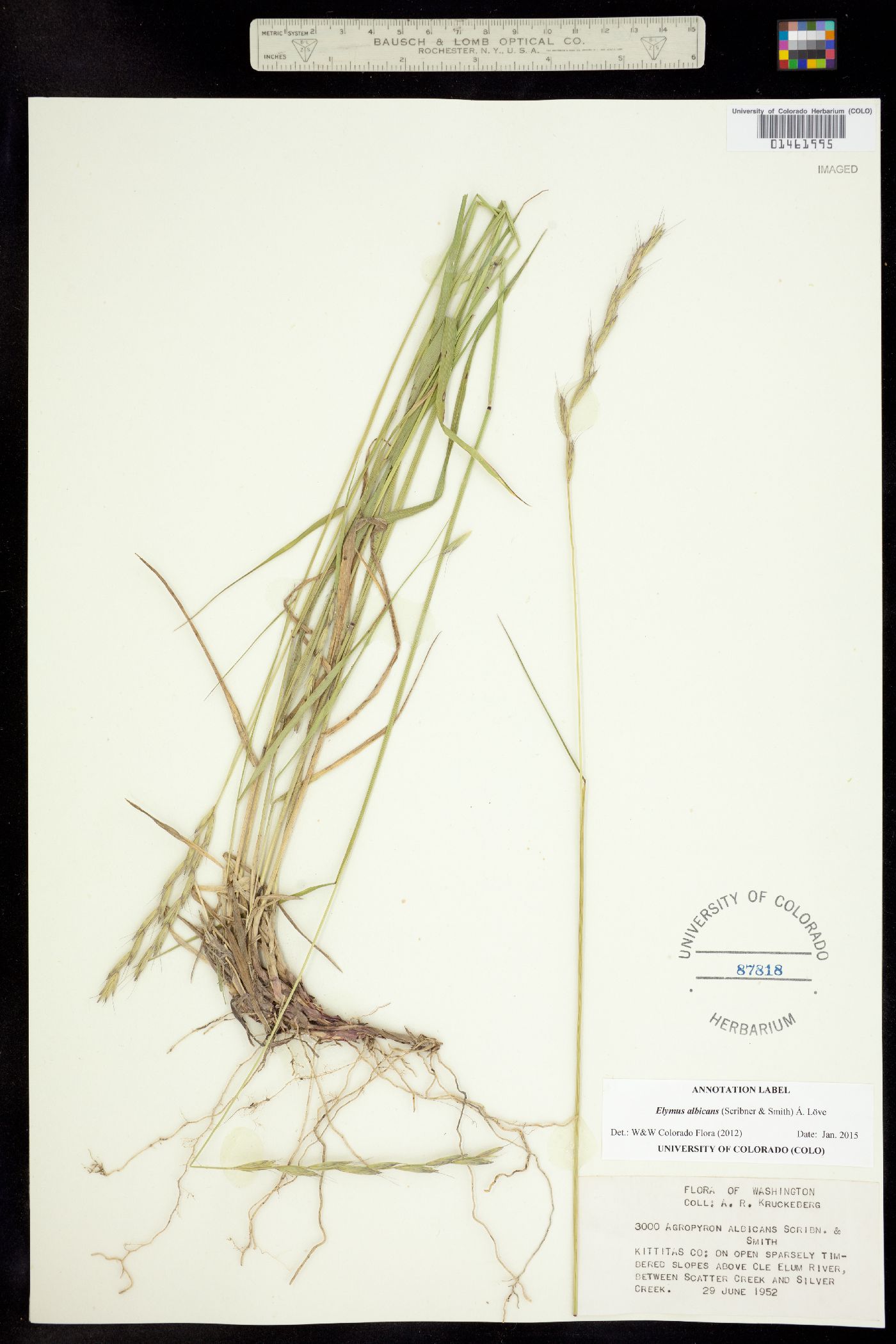Elymus lanceolatus image