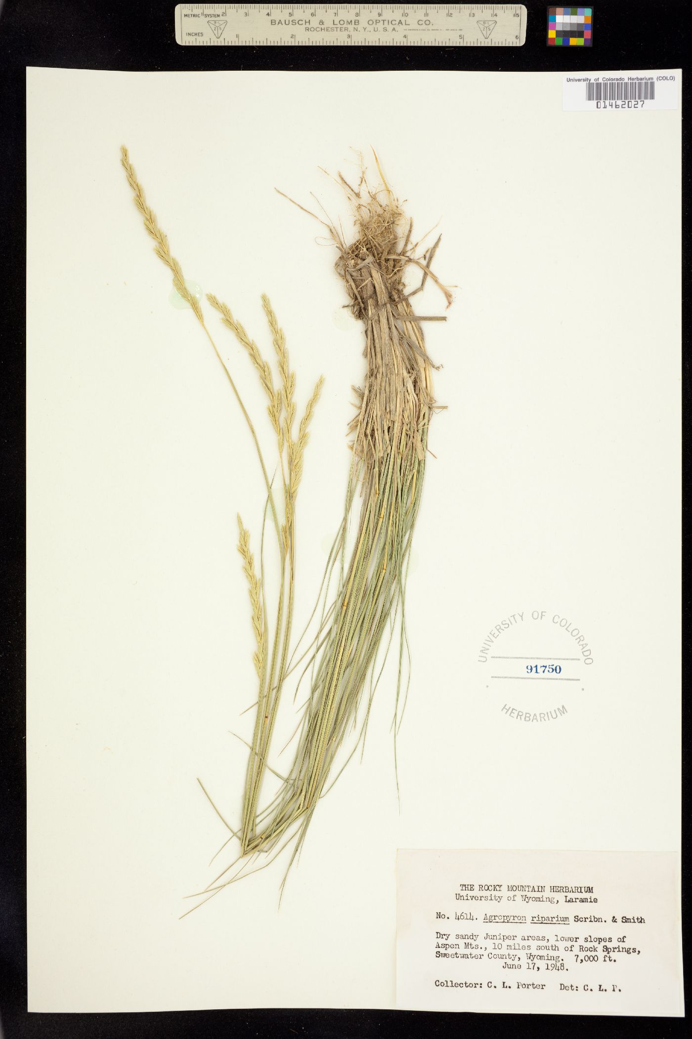 Elymus lanceolatus image