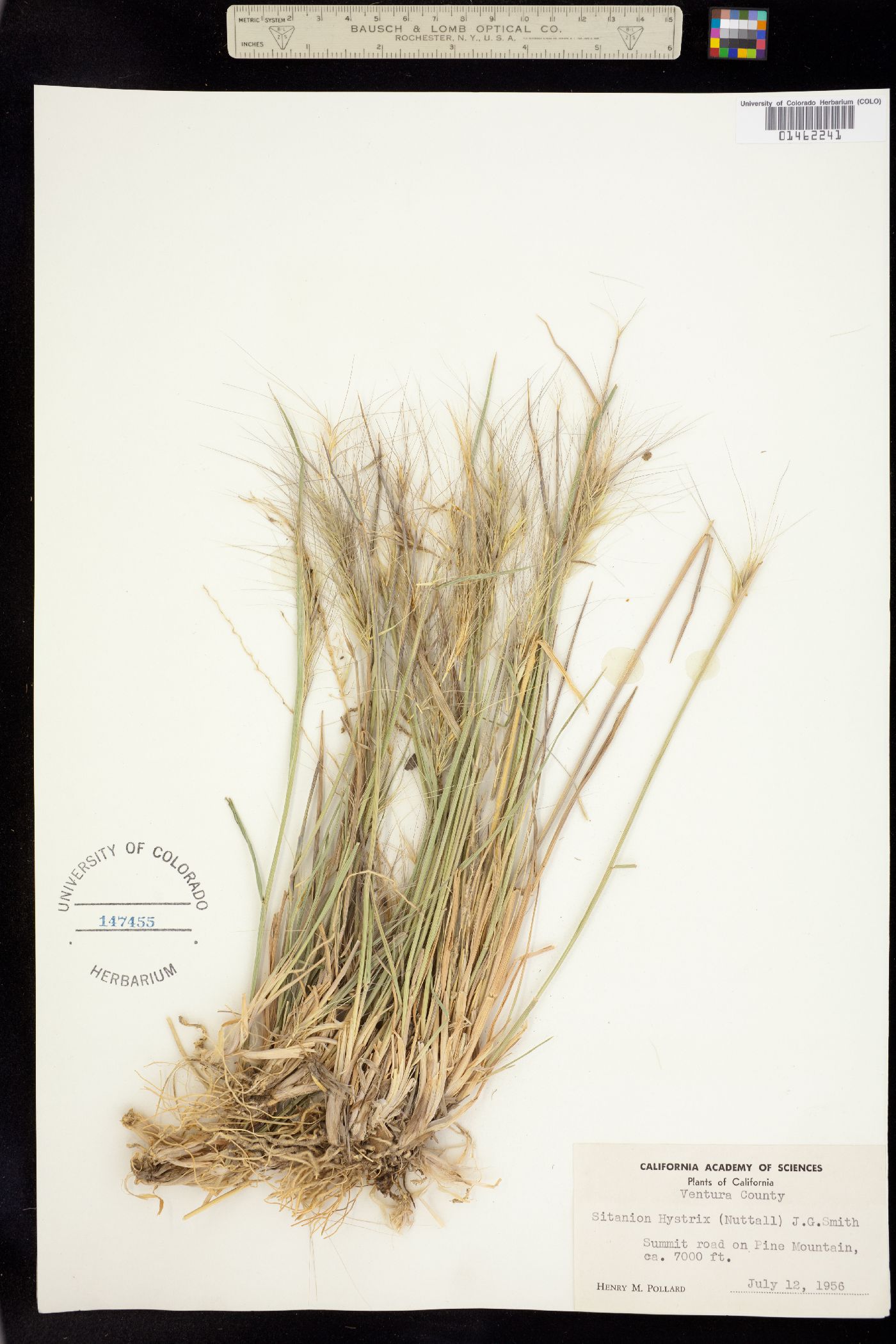 Elymus elymoides image
