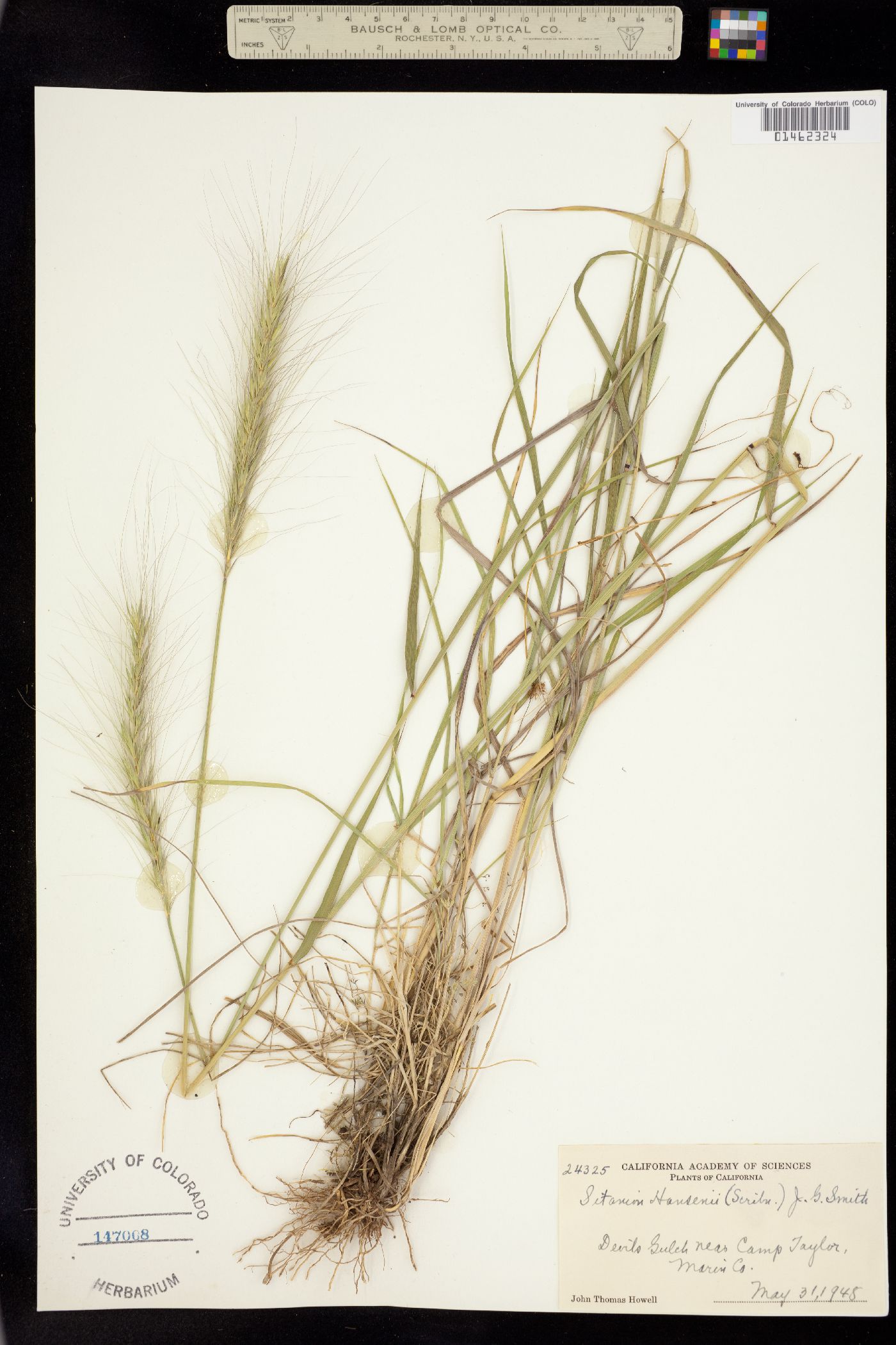 Elymus elymoides image