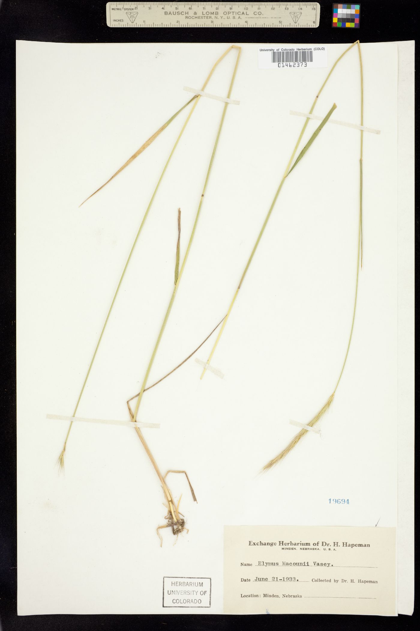 X Elyhordeum image