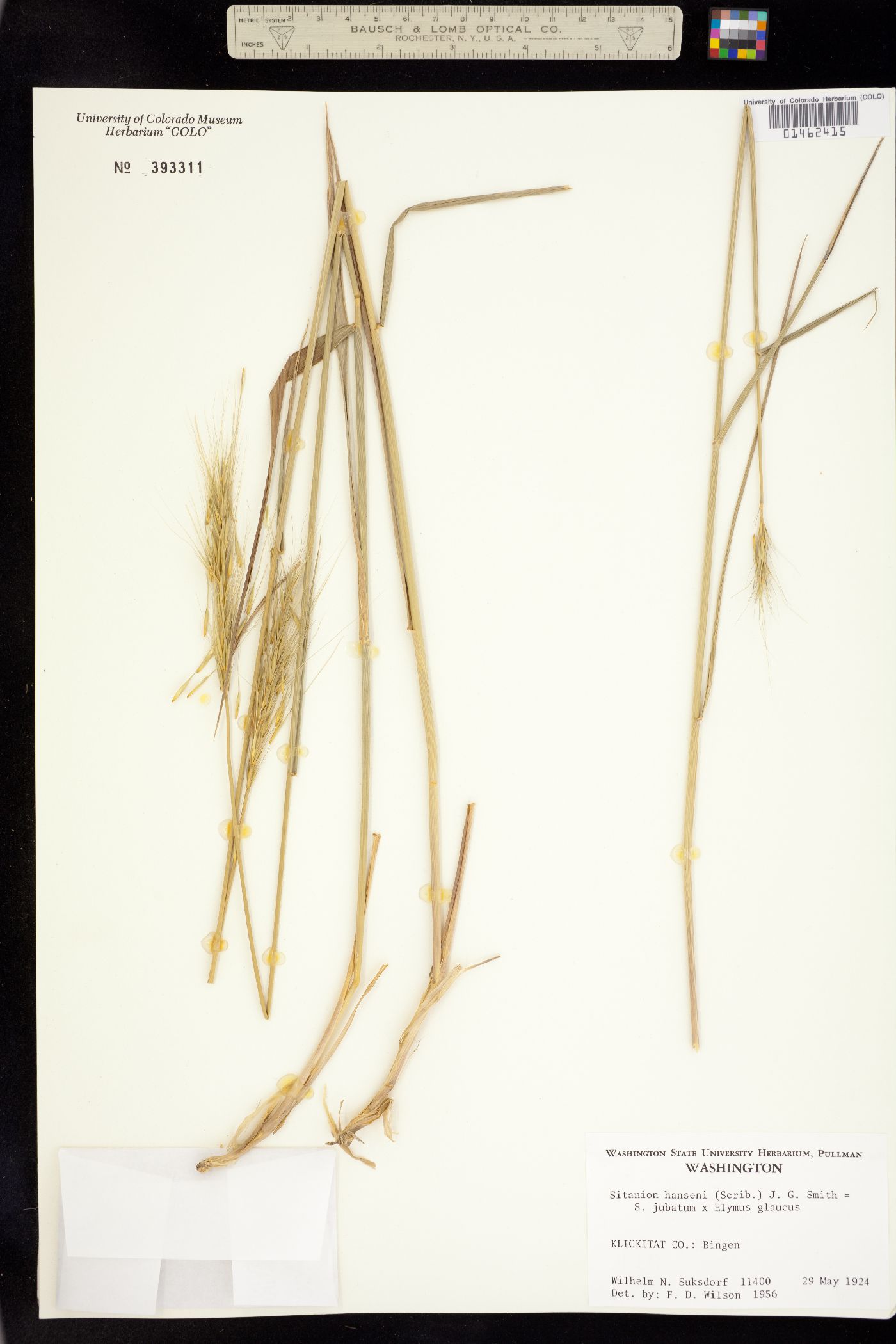 X Elyhordeum image