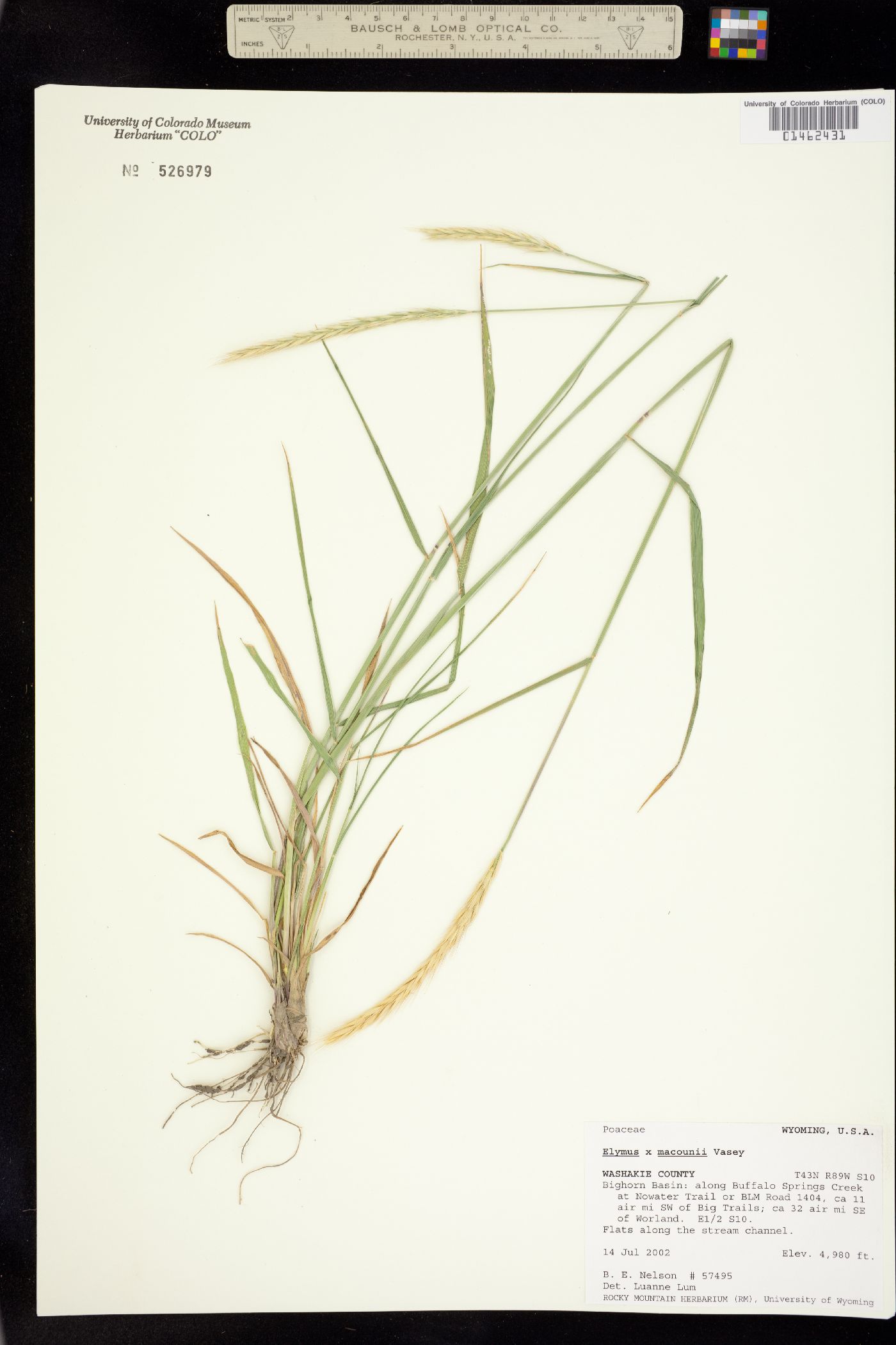 X Elyhordeum image