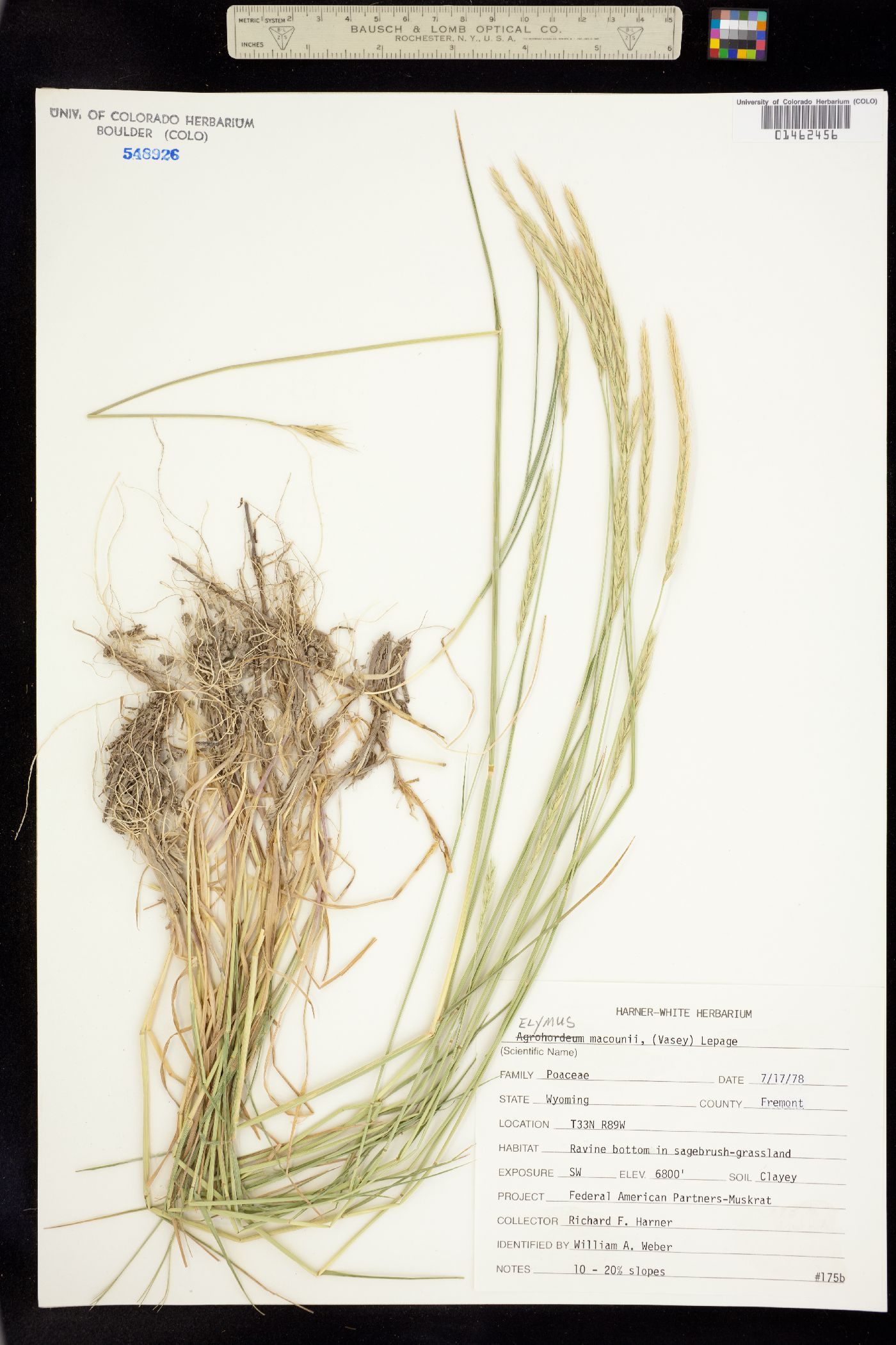 X Elyhordeum macounii image