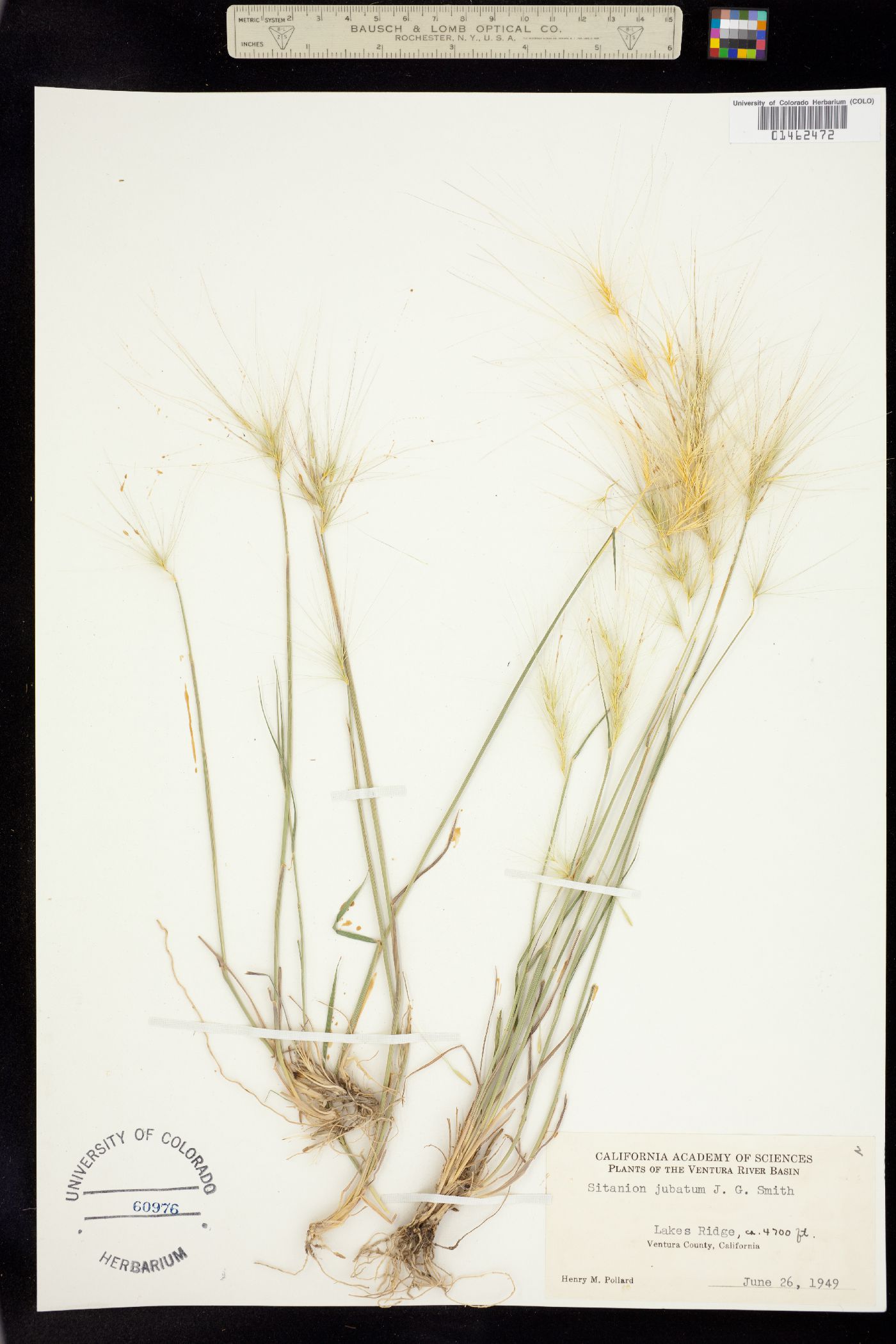 Elymus multisetus image