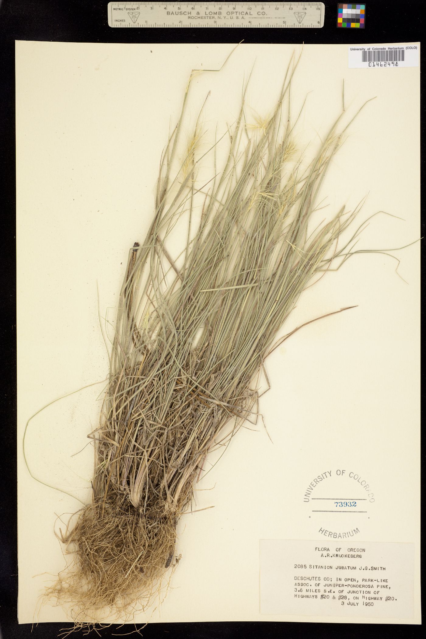 Elymus multisetus image