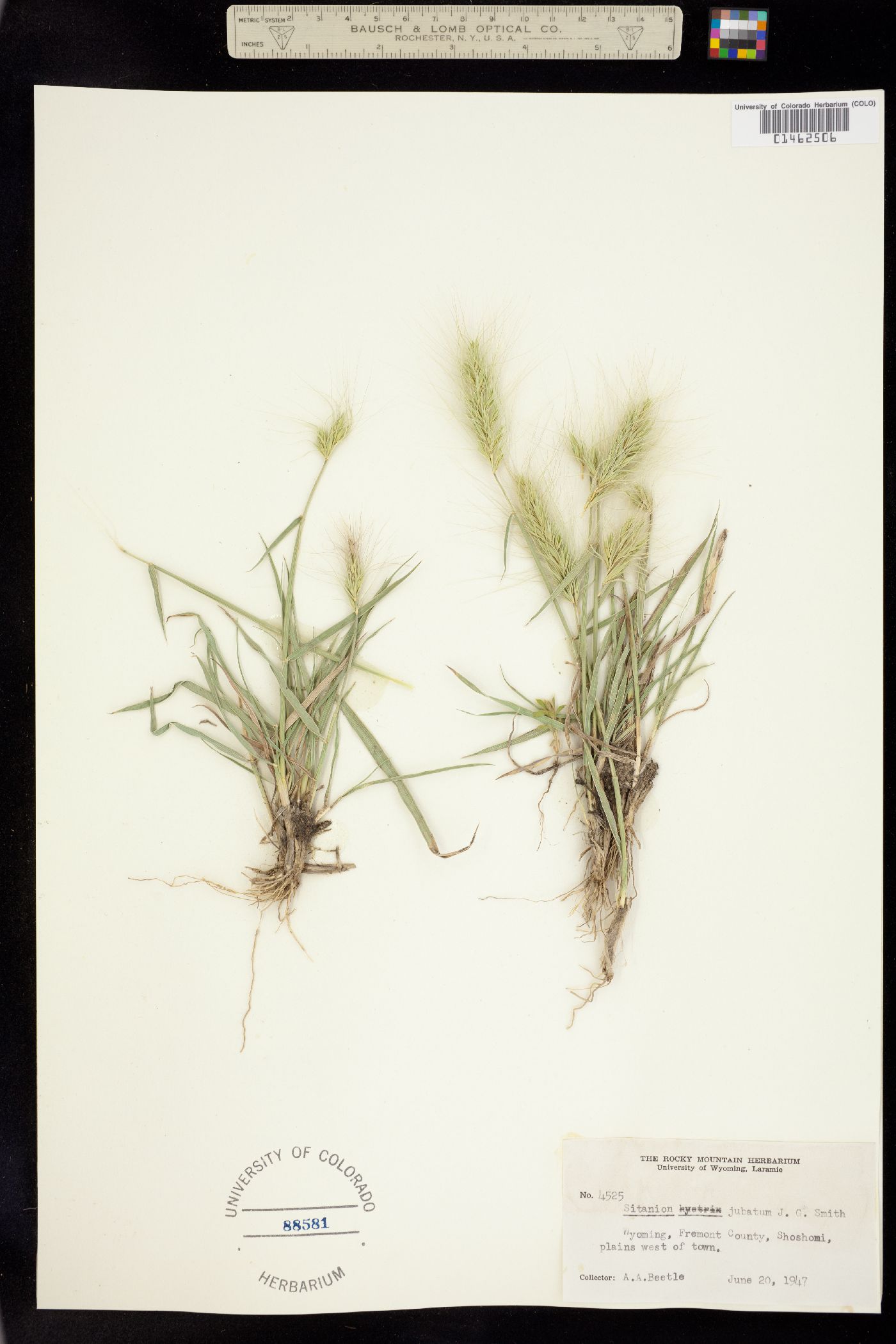 Elymus multisetus image