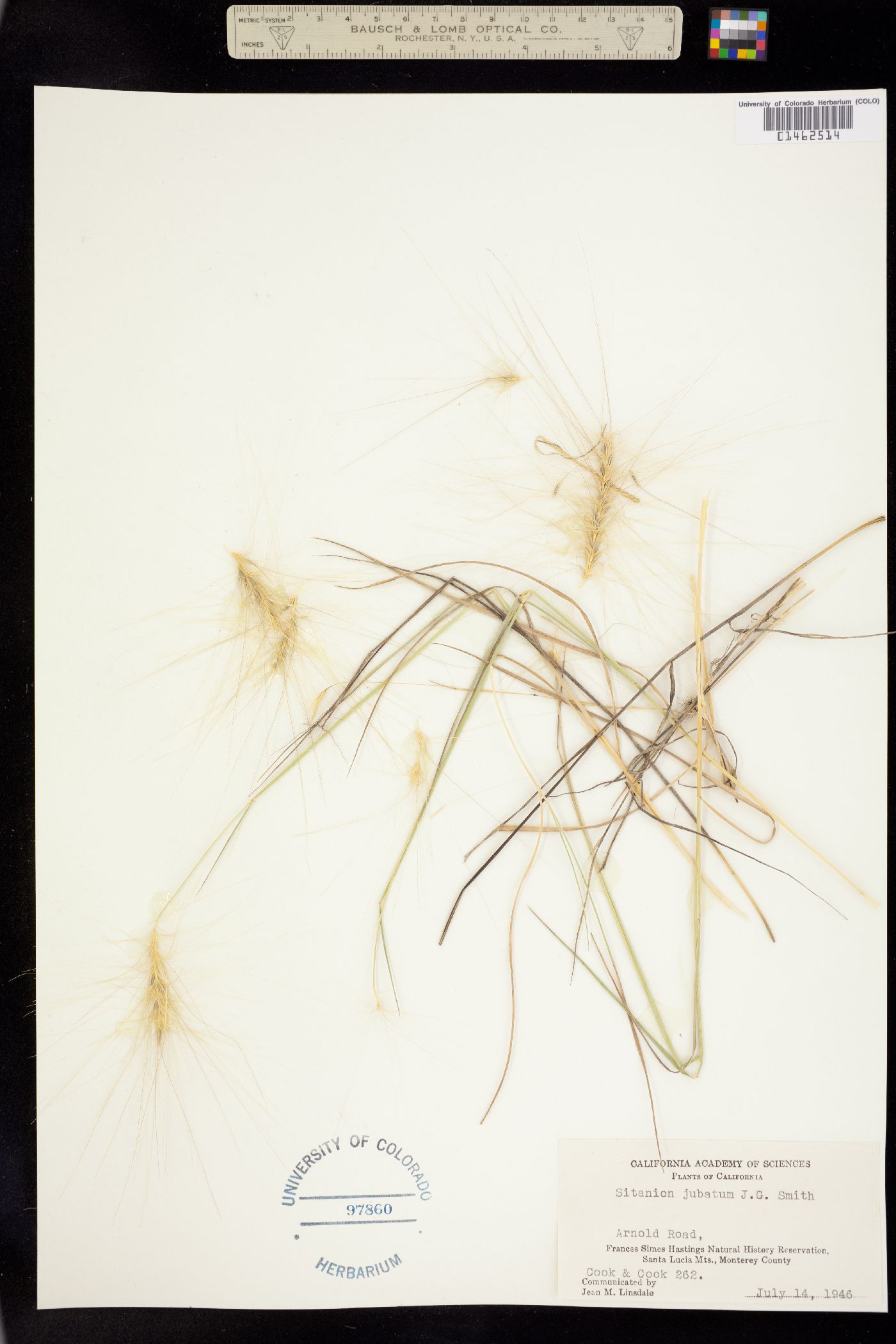 Elymus multisetus image