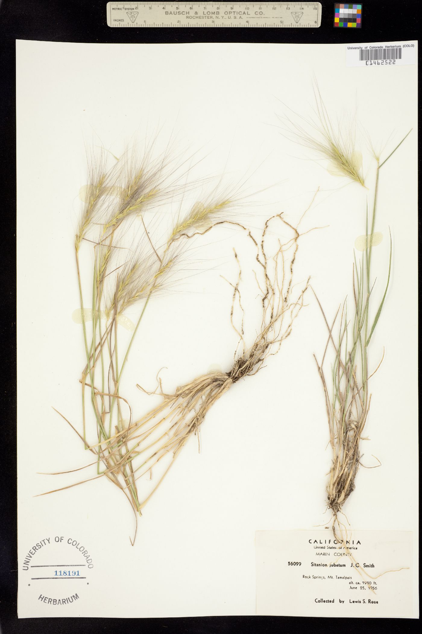 Elymus multisetus image