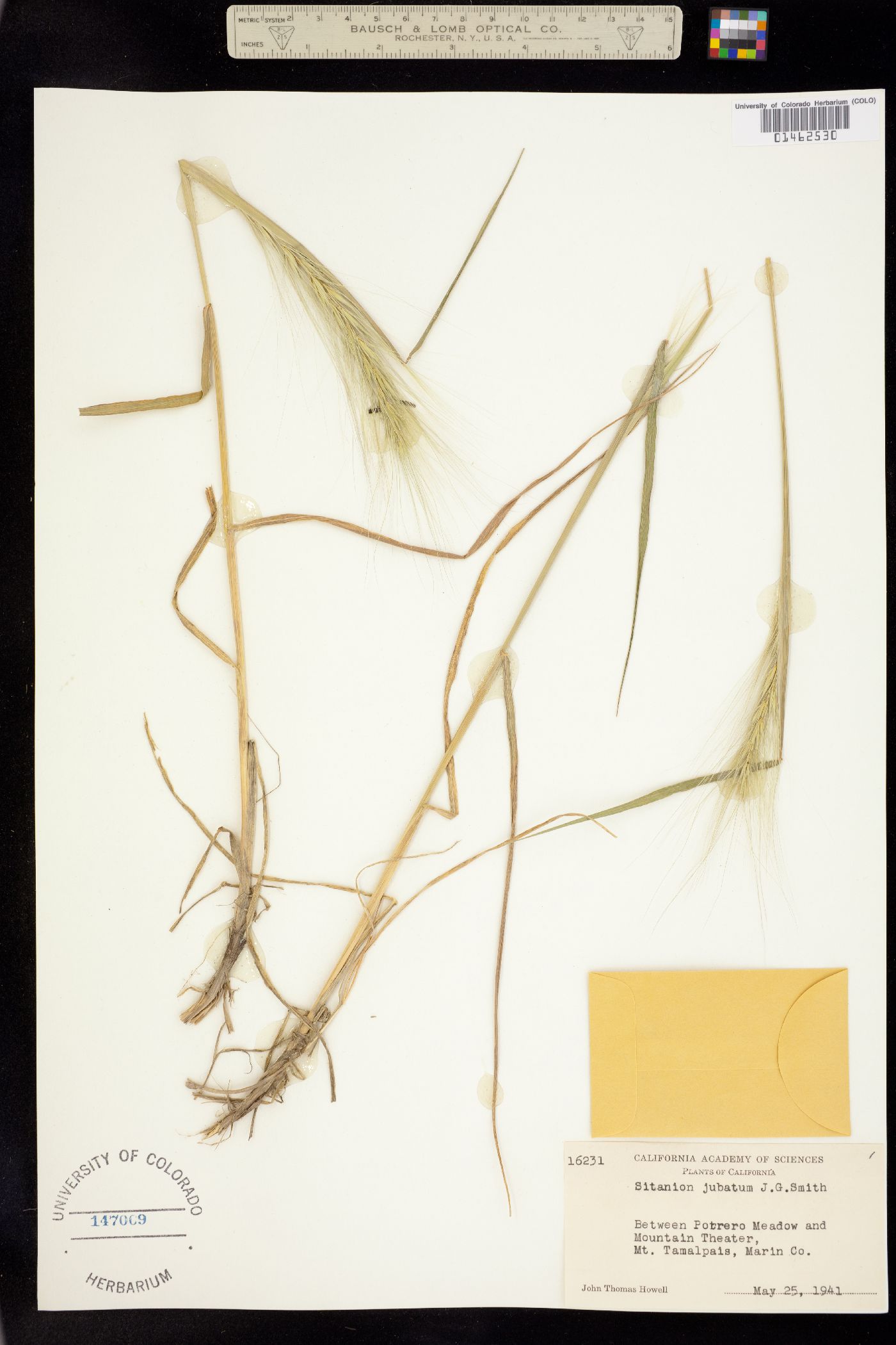 Elymus multisetus image