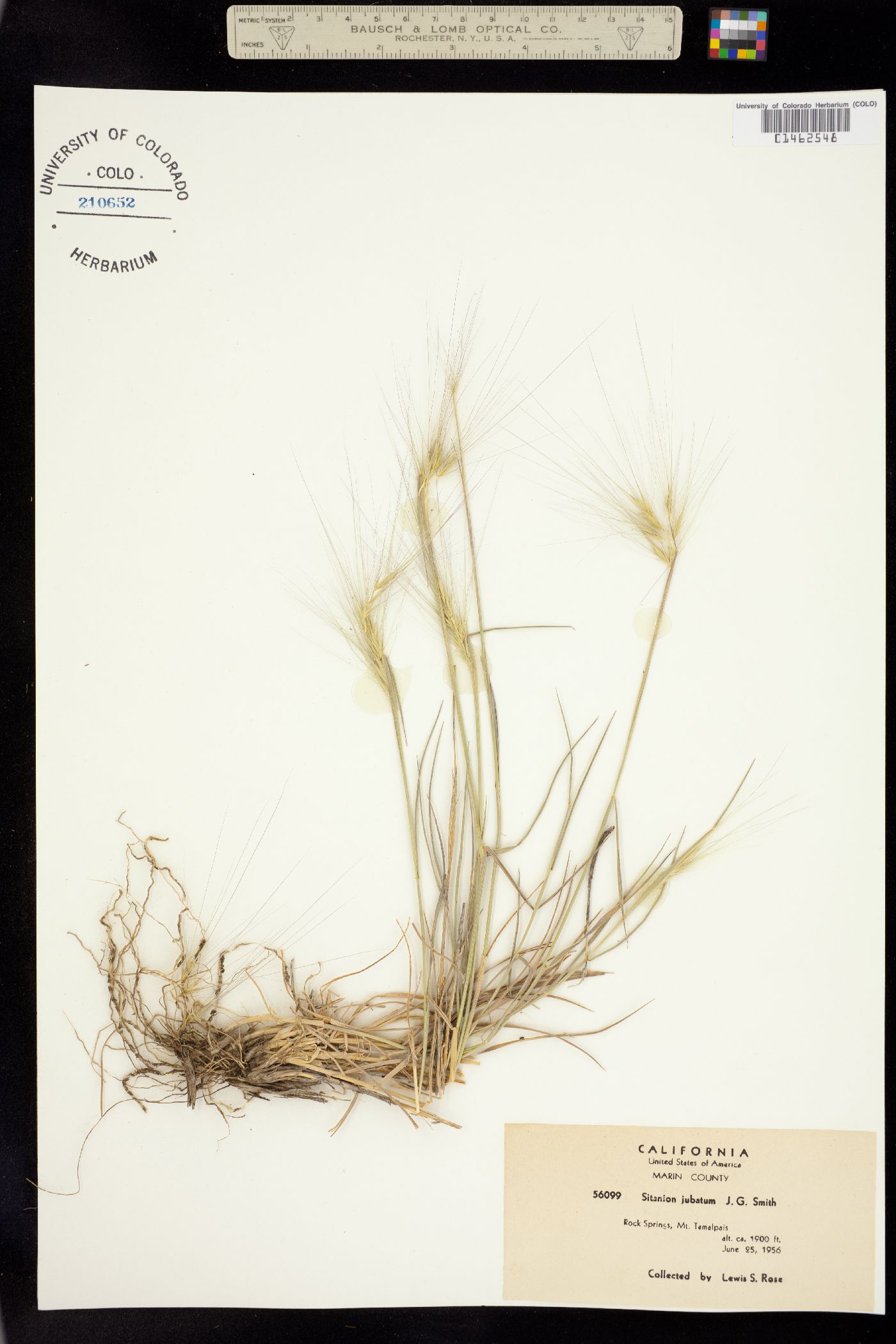 Elymus multisetus image