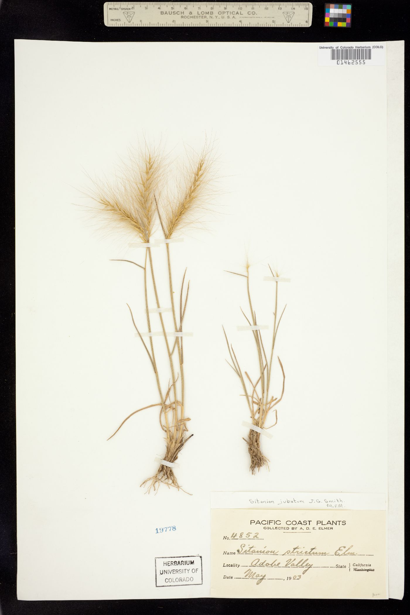 Elymus multisetus image