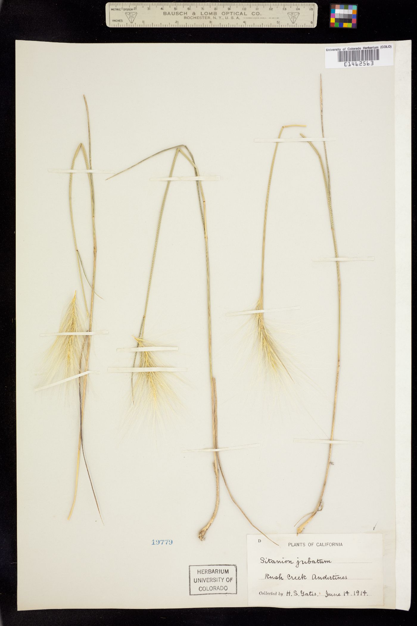 Elymus multisetus image