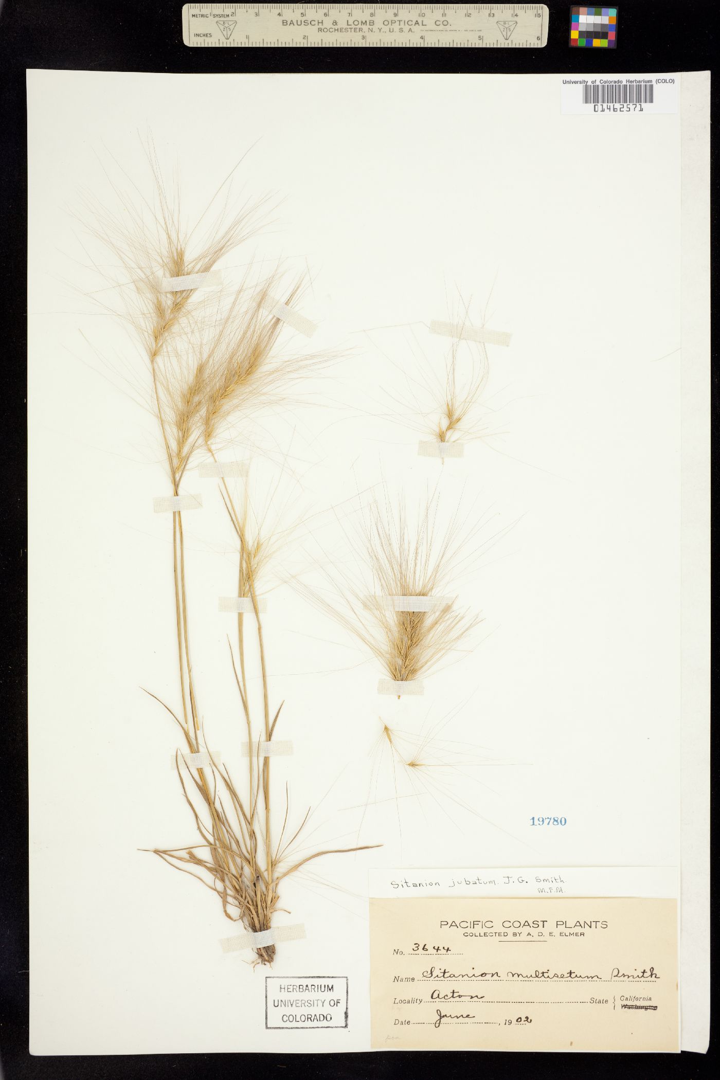 Elymus multisetus image