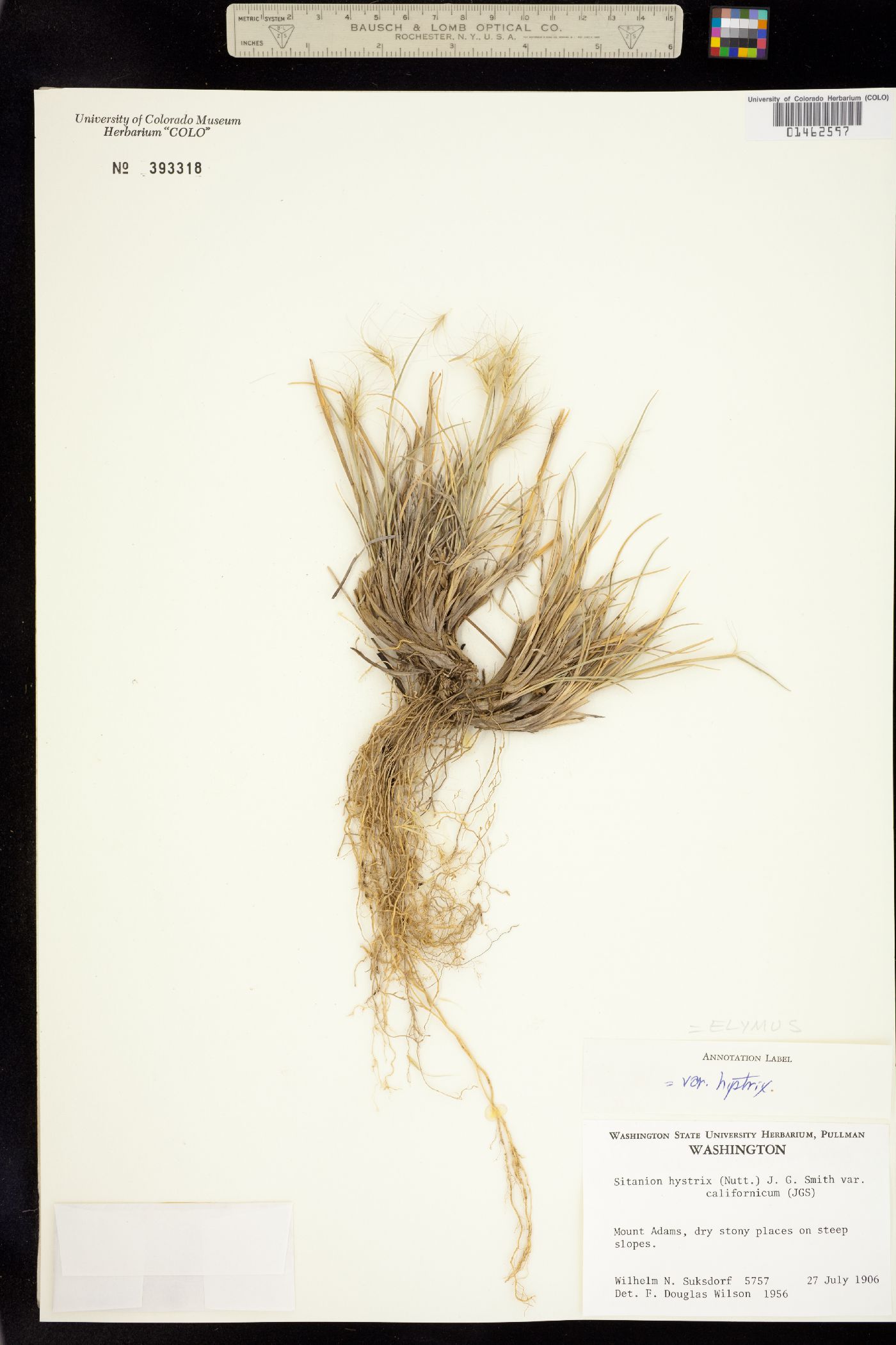 Elymus multisetus image
