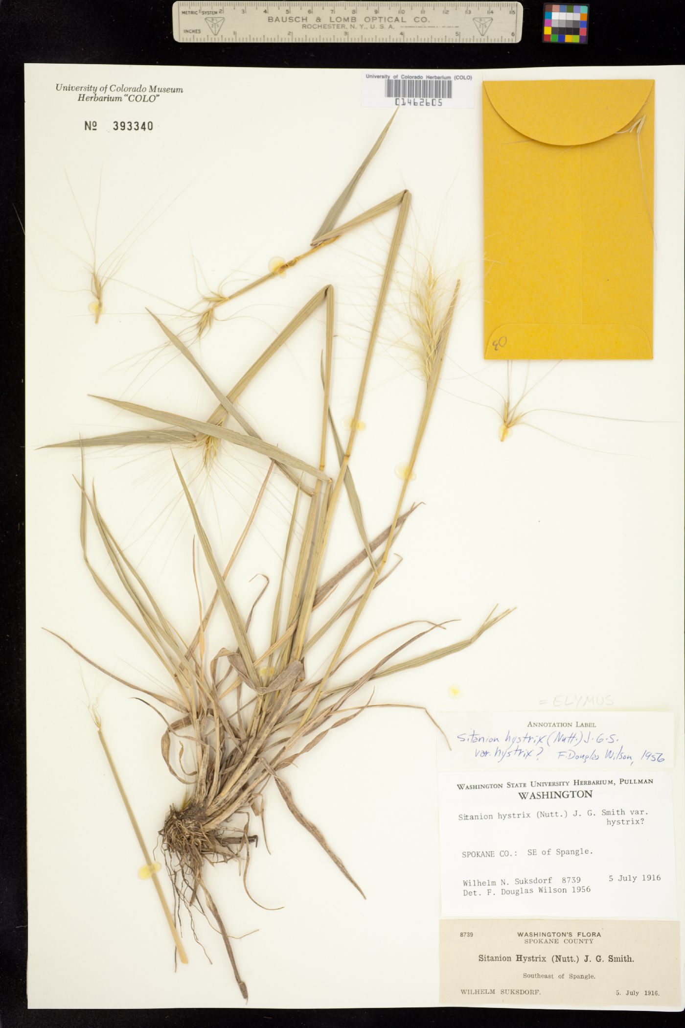 Elymus multisetus image