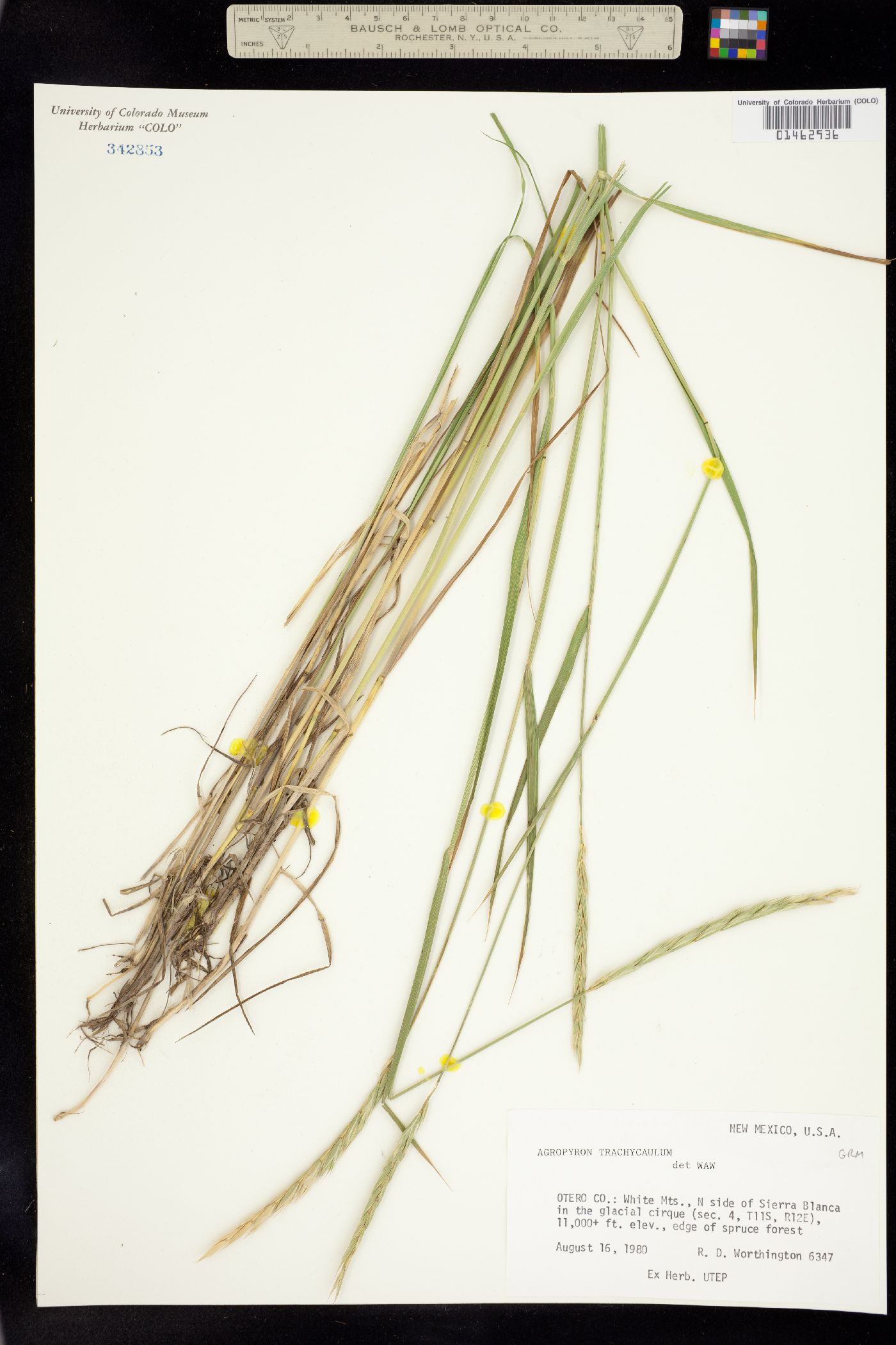 Elymus trachycaulus image