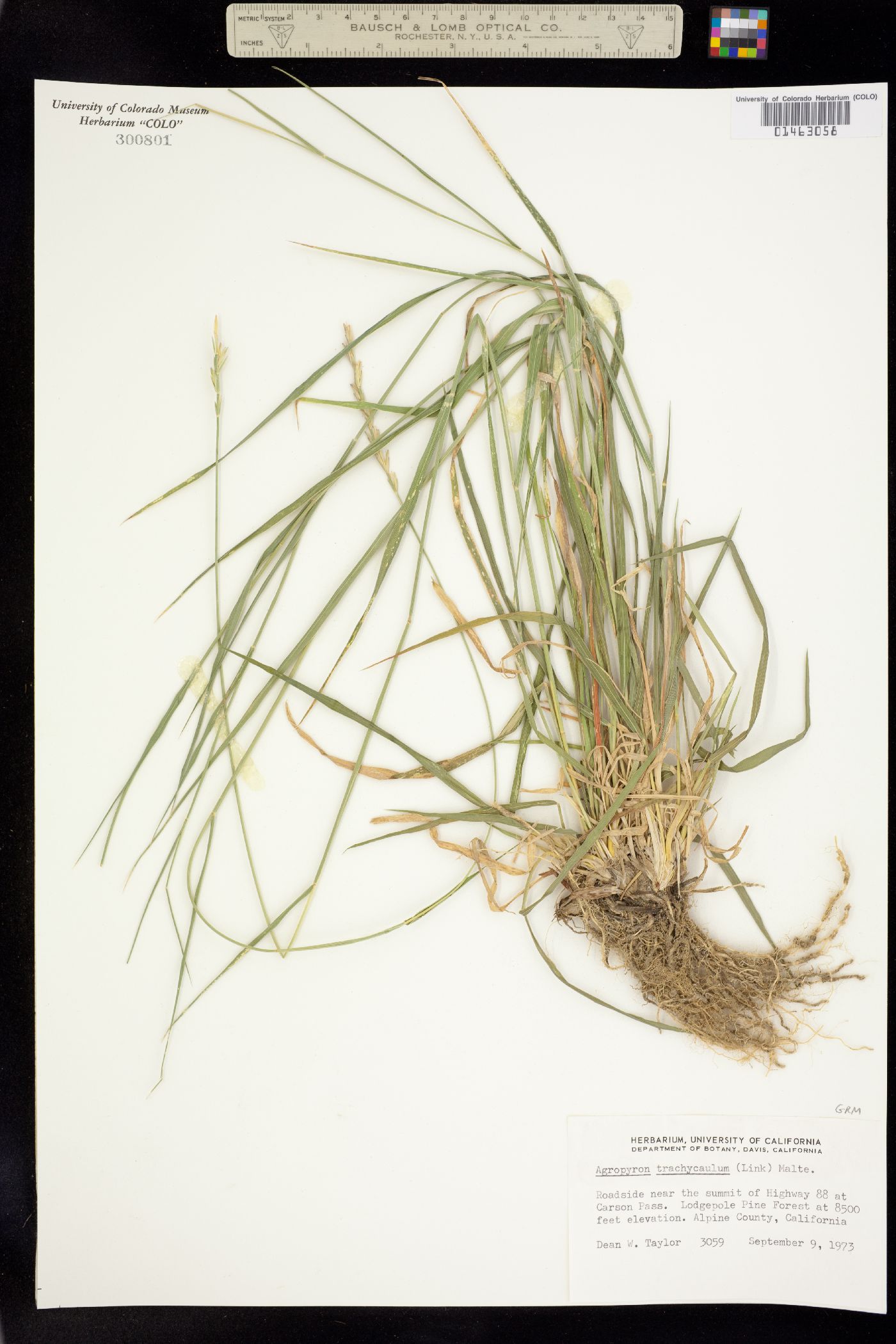 Elymus trachycaulus image