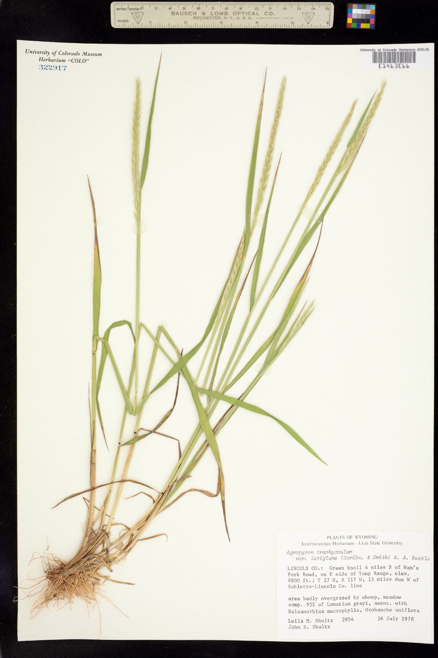 Elymus image