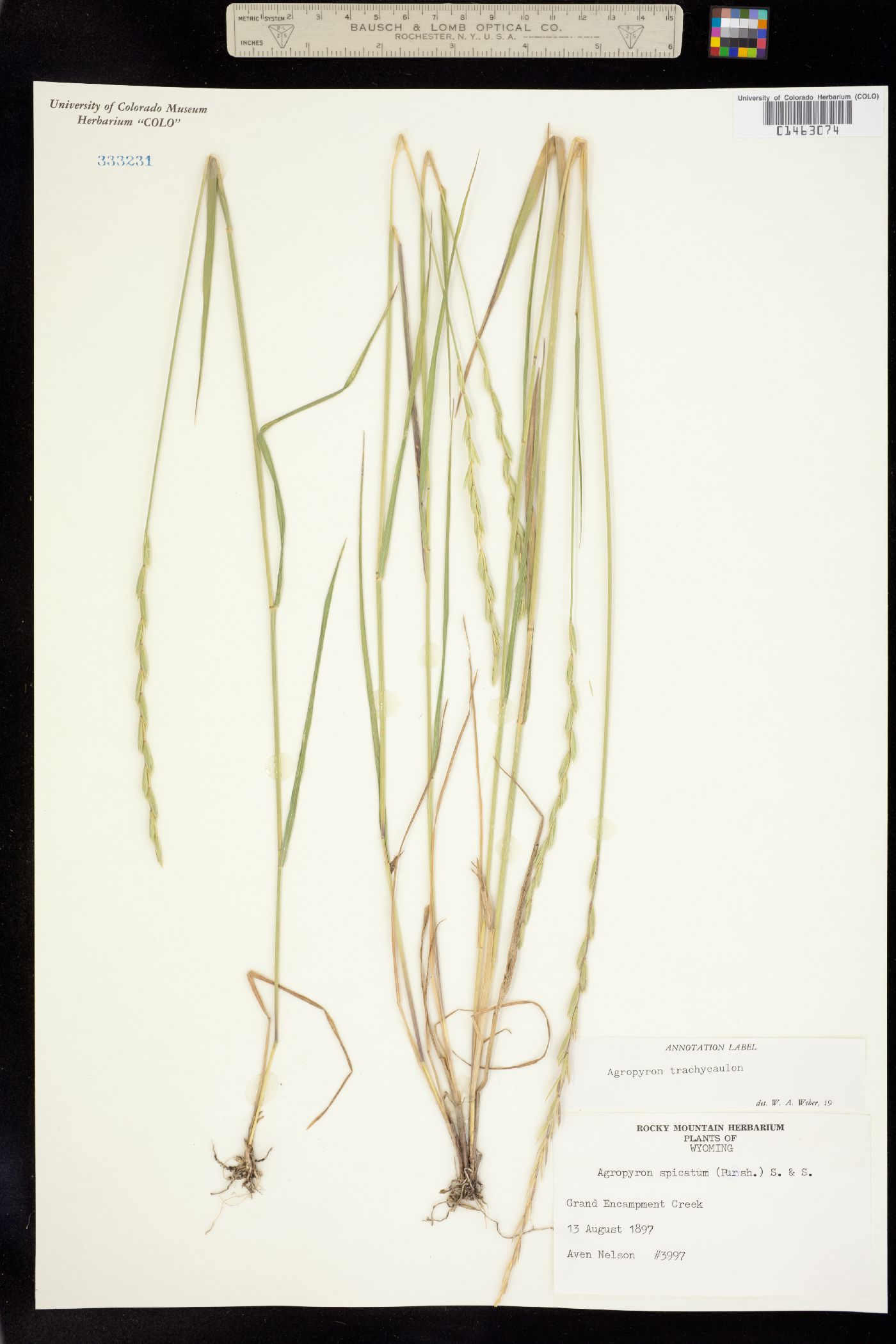 Elymus trachycaulus image