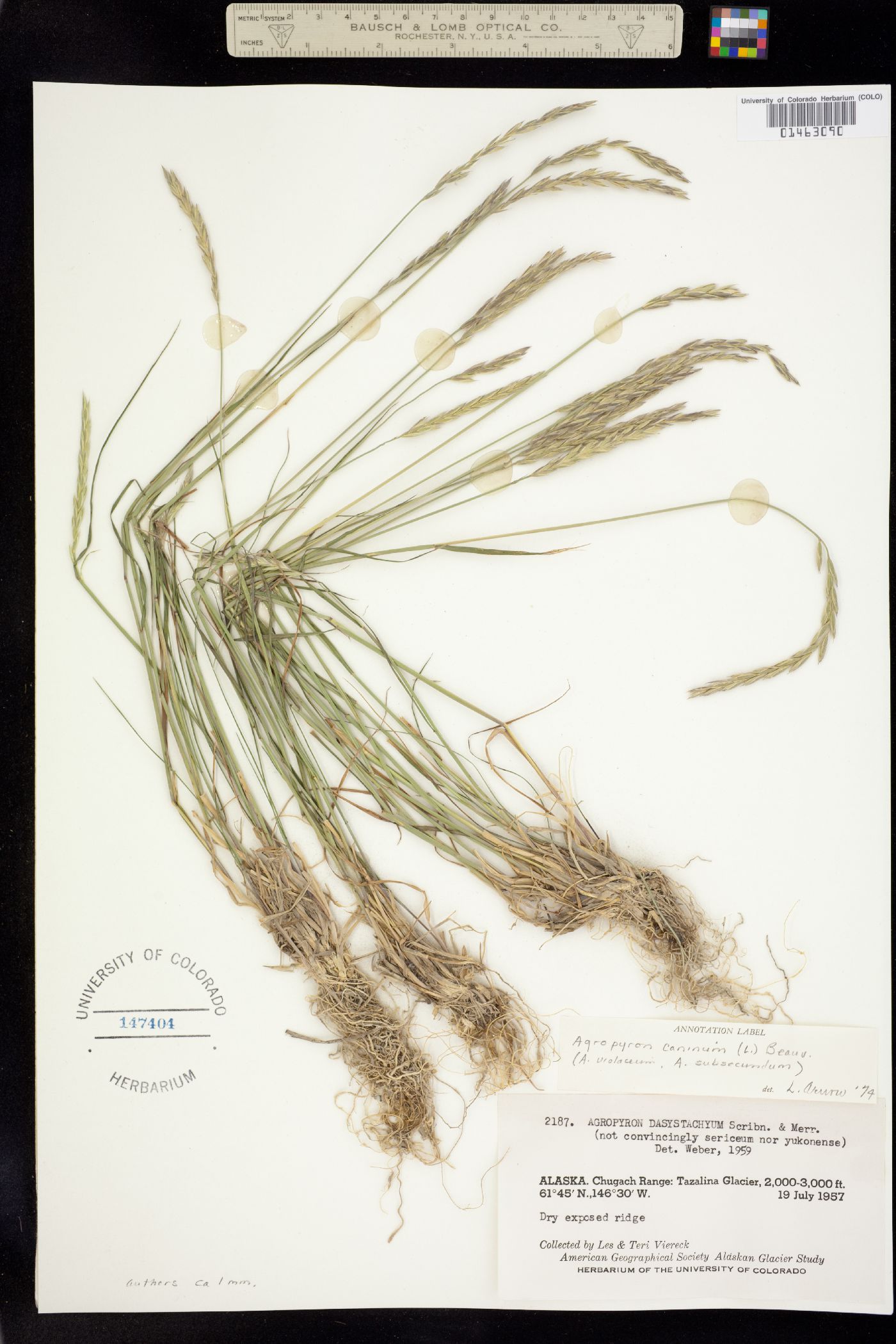 Elymus trachycaulus image