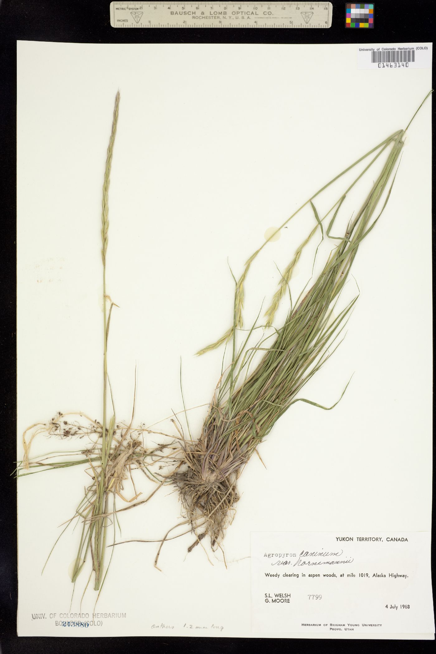 Elymus image