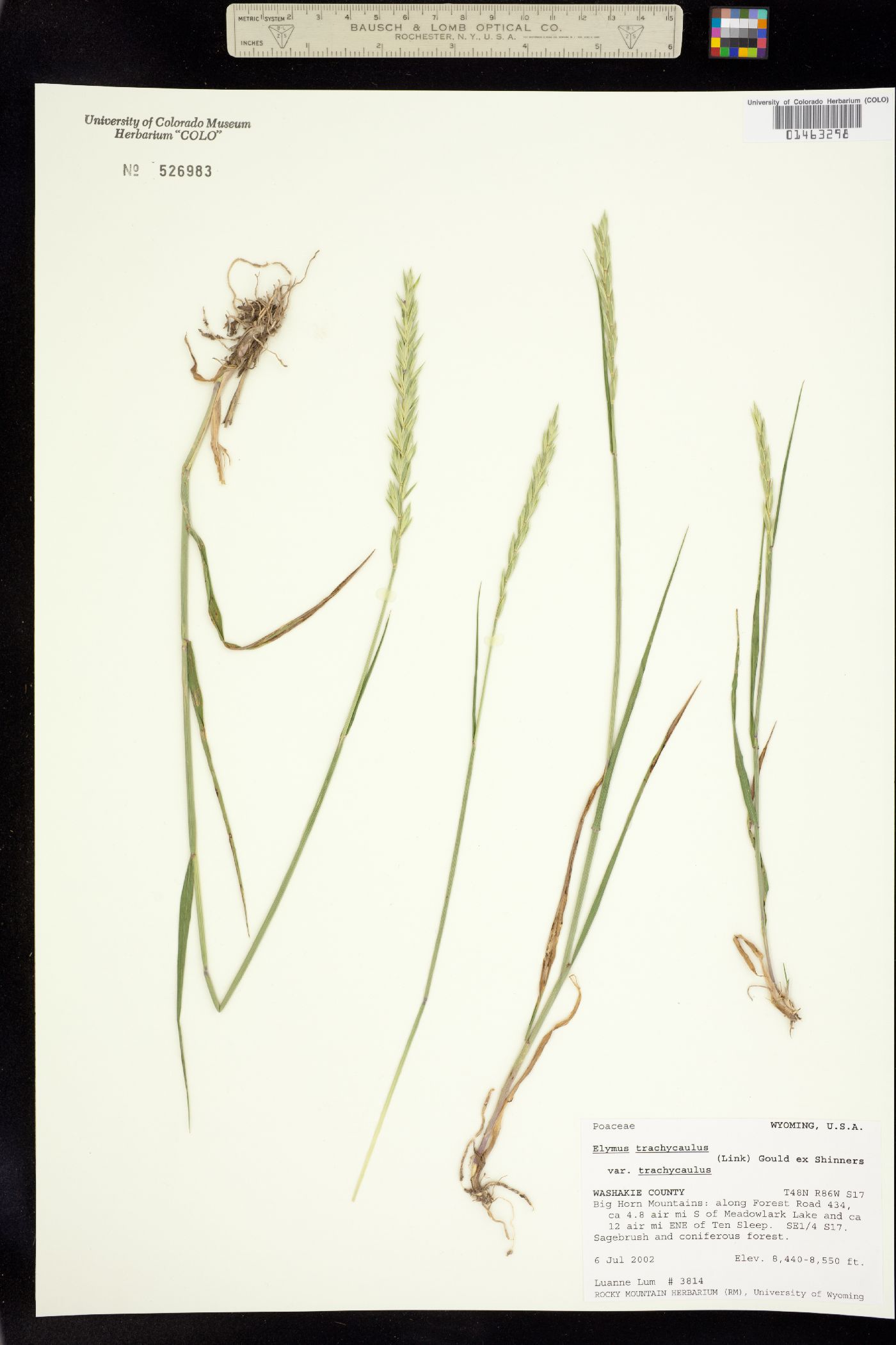 Elymus trachycaulus ssp. trachycaulus image