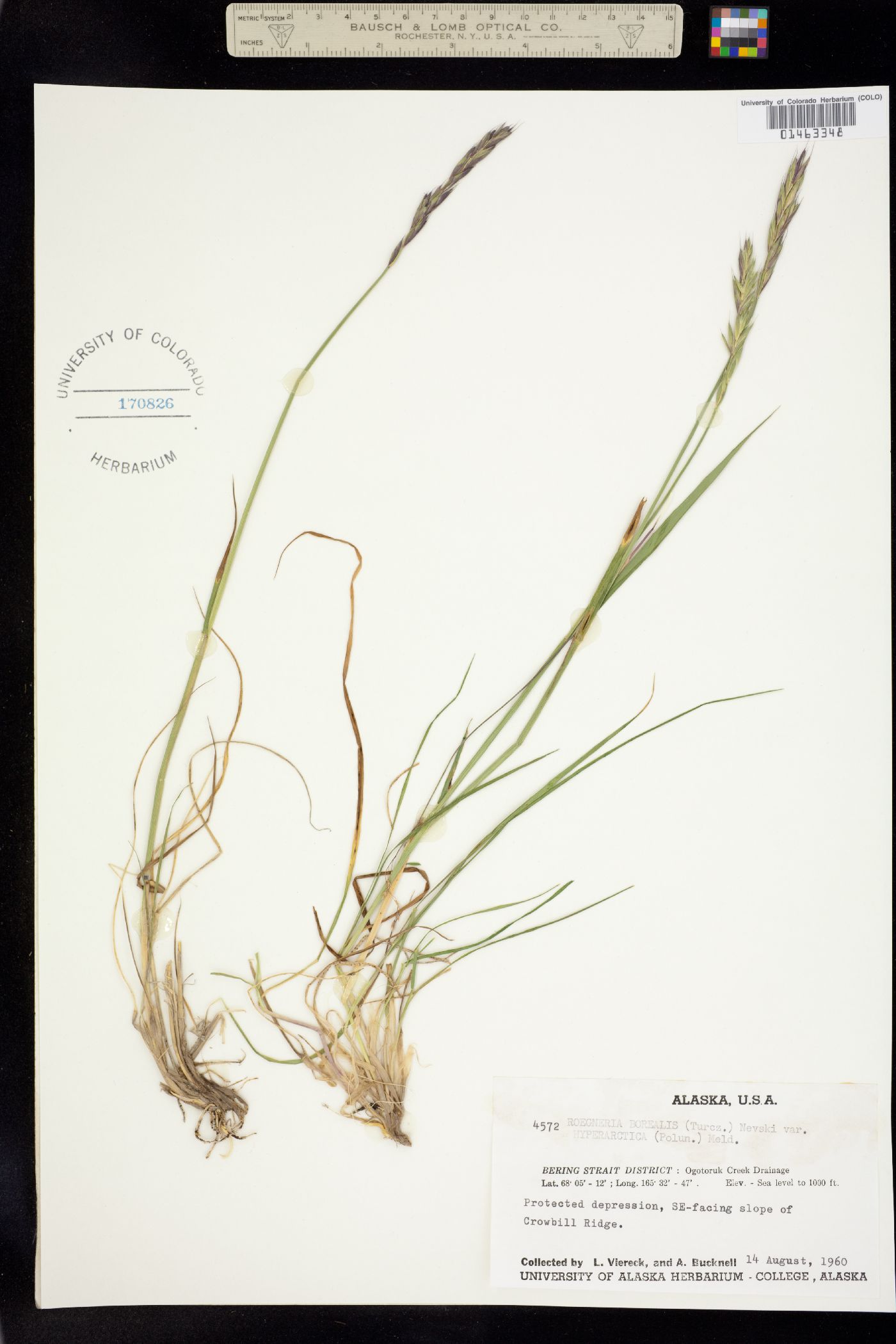Elymus trachycaulus image