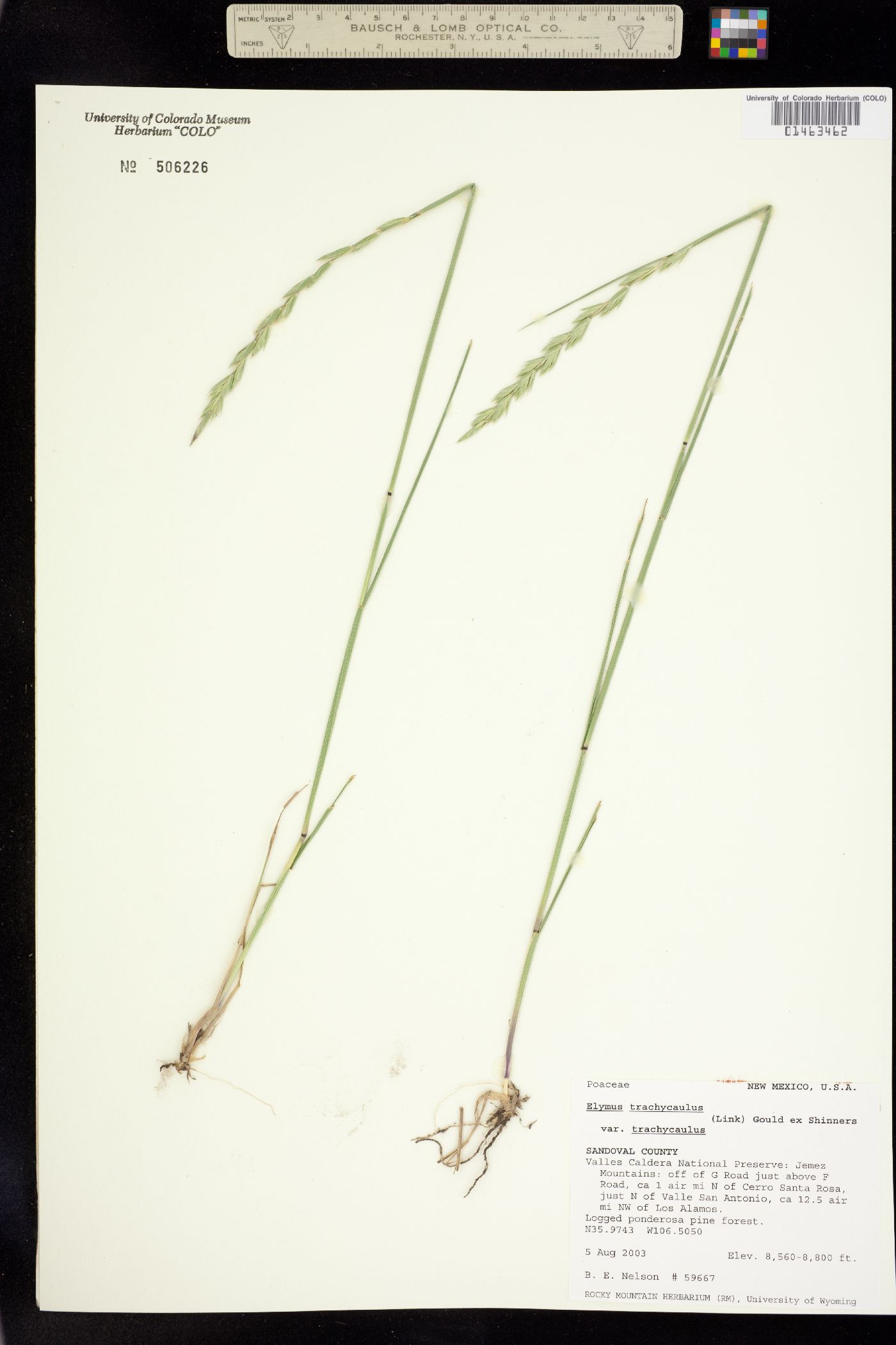 Elymus trachycaulus image