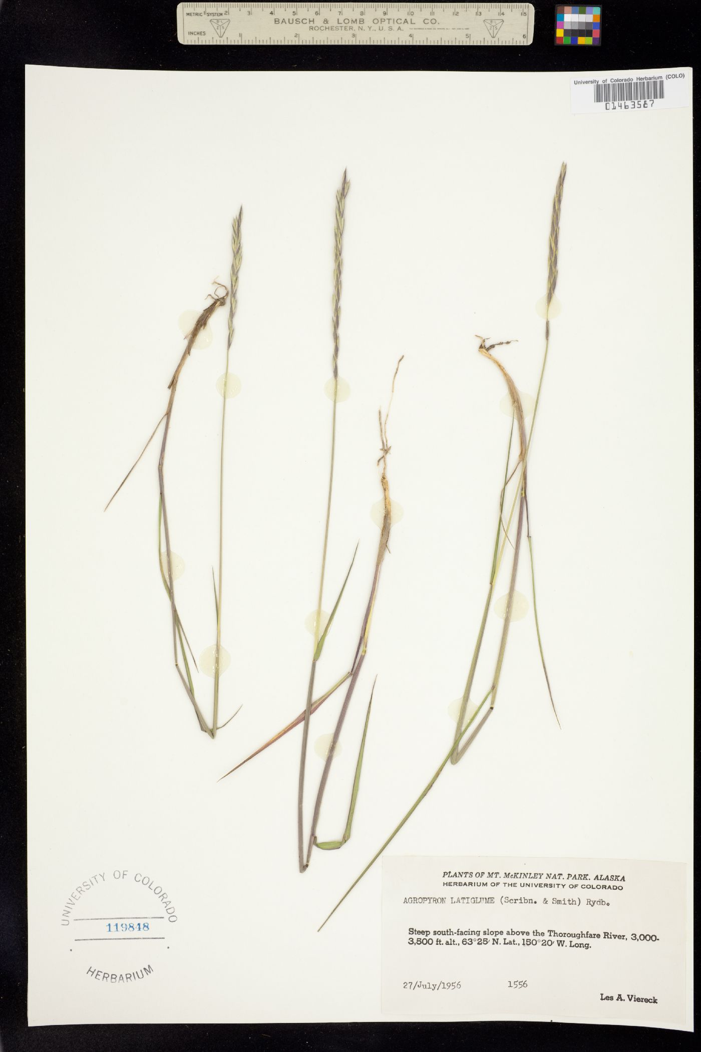 Elymus trachycaulus image