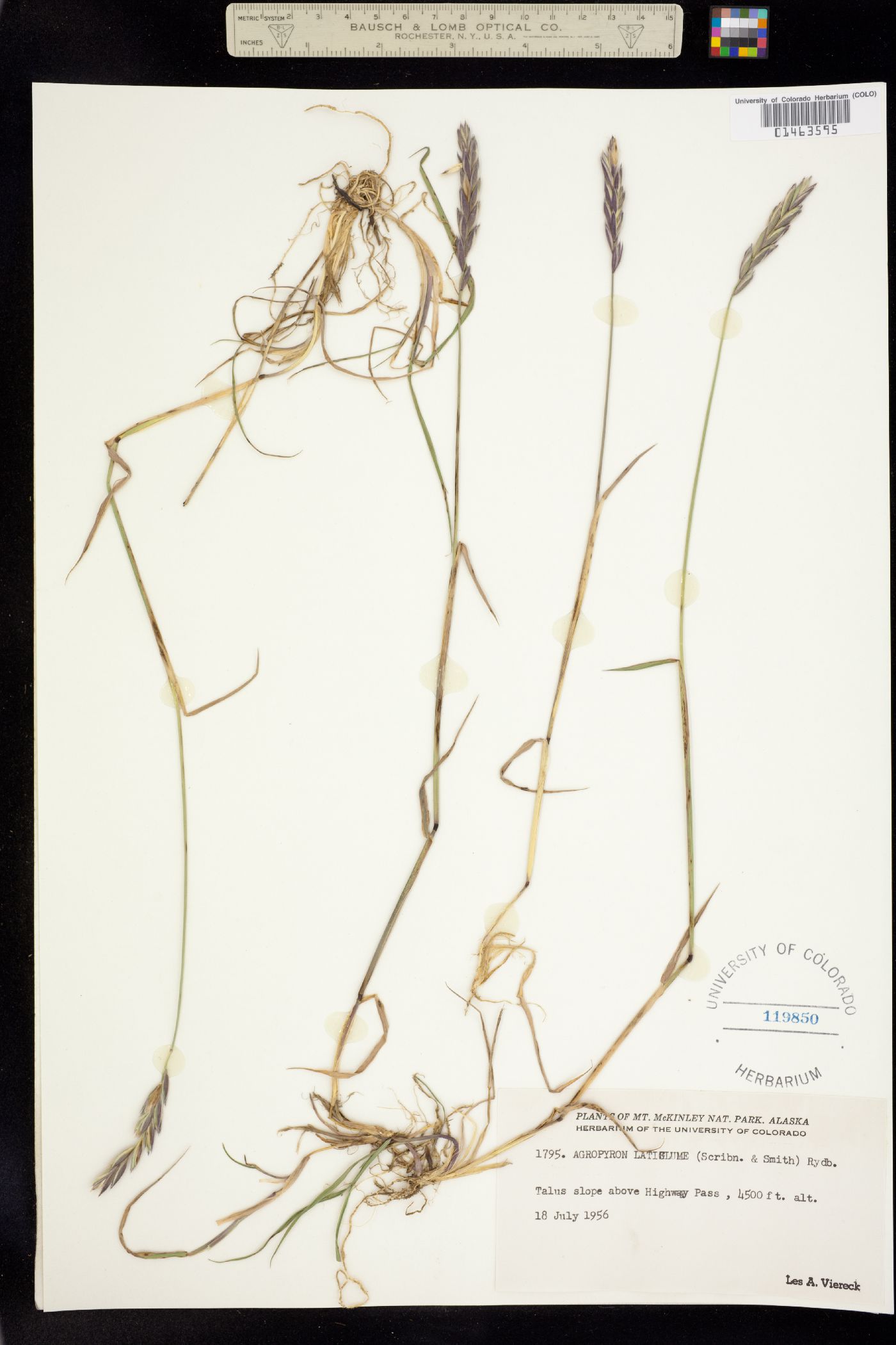 Elymus trachycaulus image