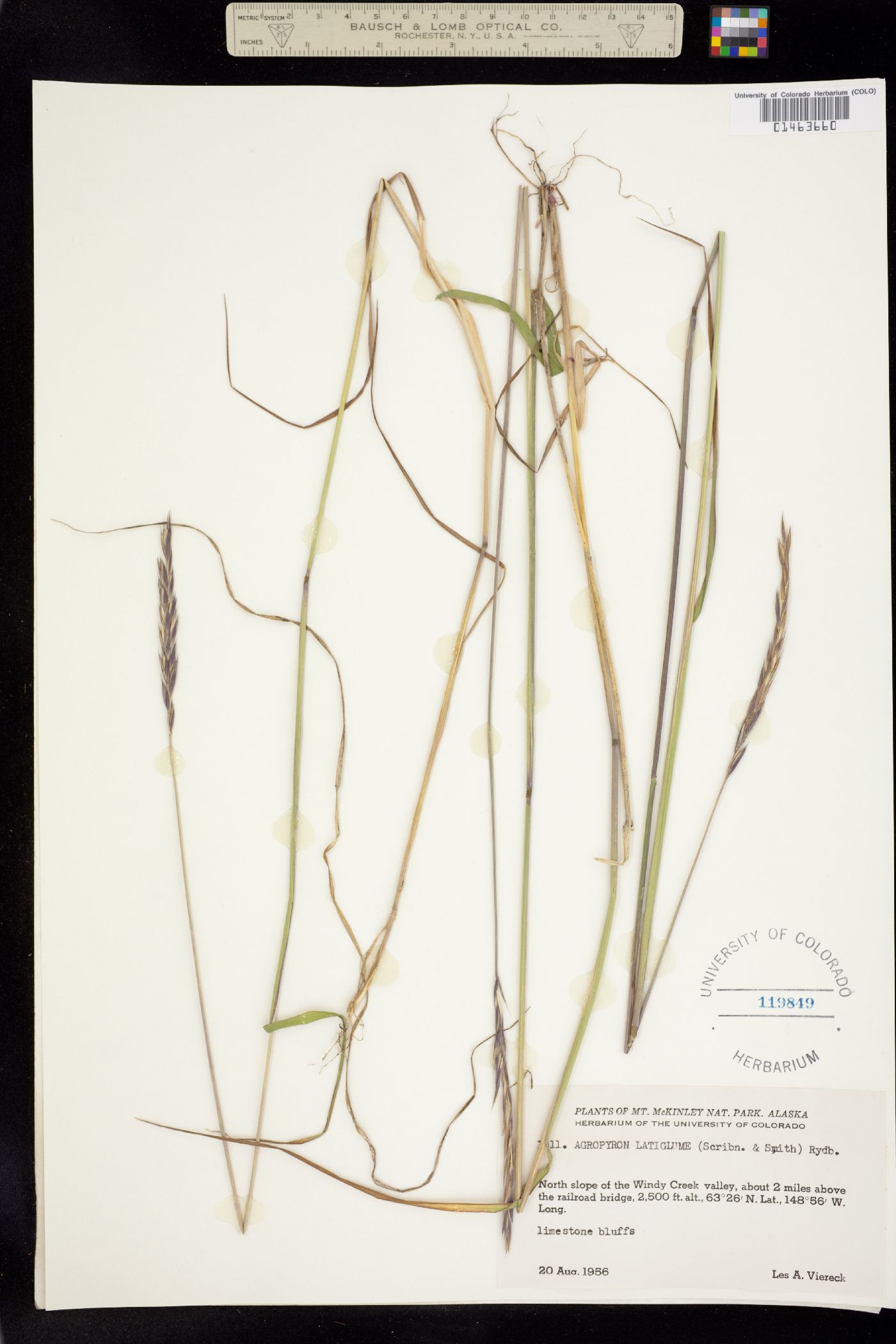 Elymus trachycaulus image