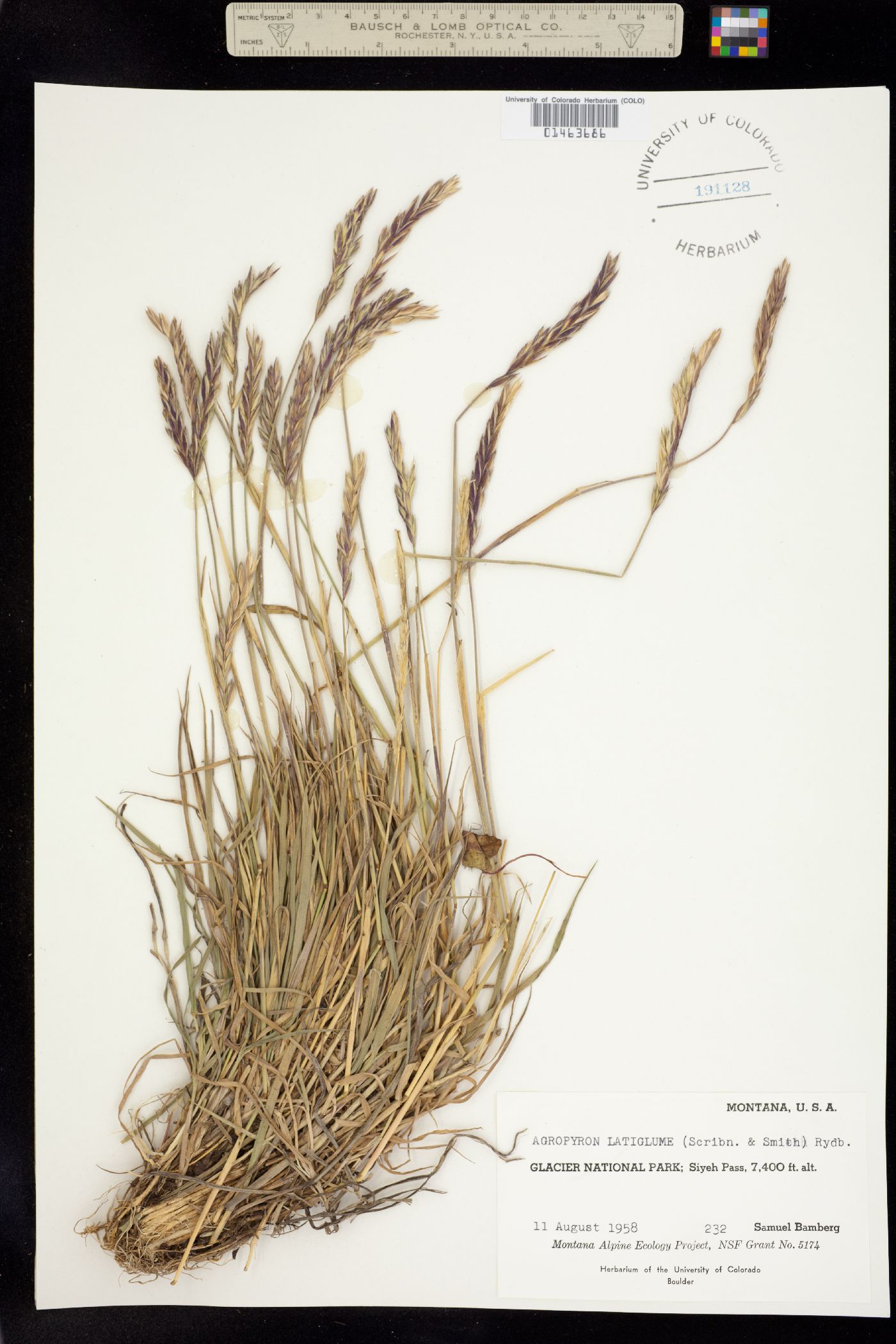 Elymus trachycaulus image