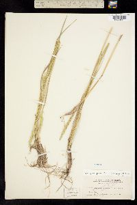 Elymus trachycaulus image