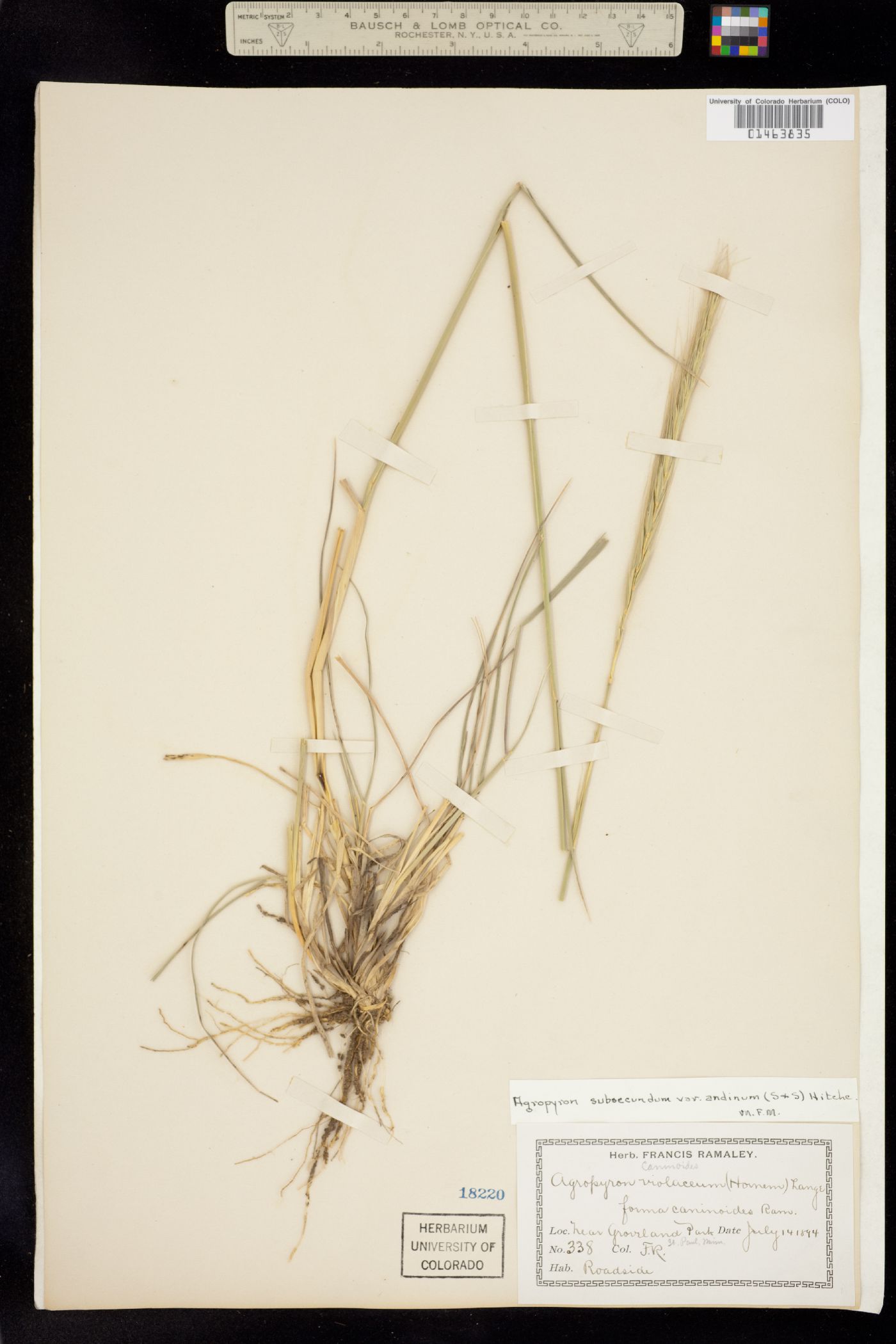 Elymus trachycaulus image