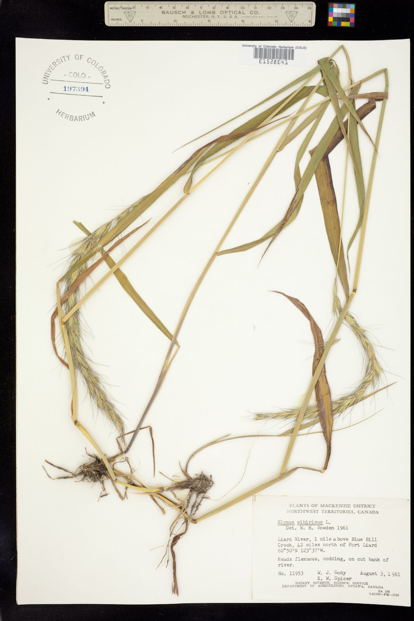 Elymus sibiricus image